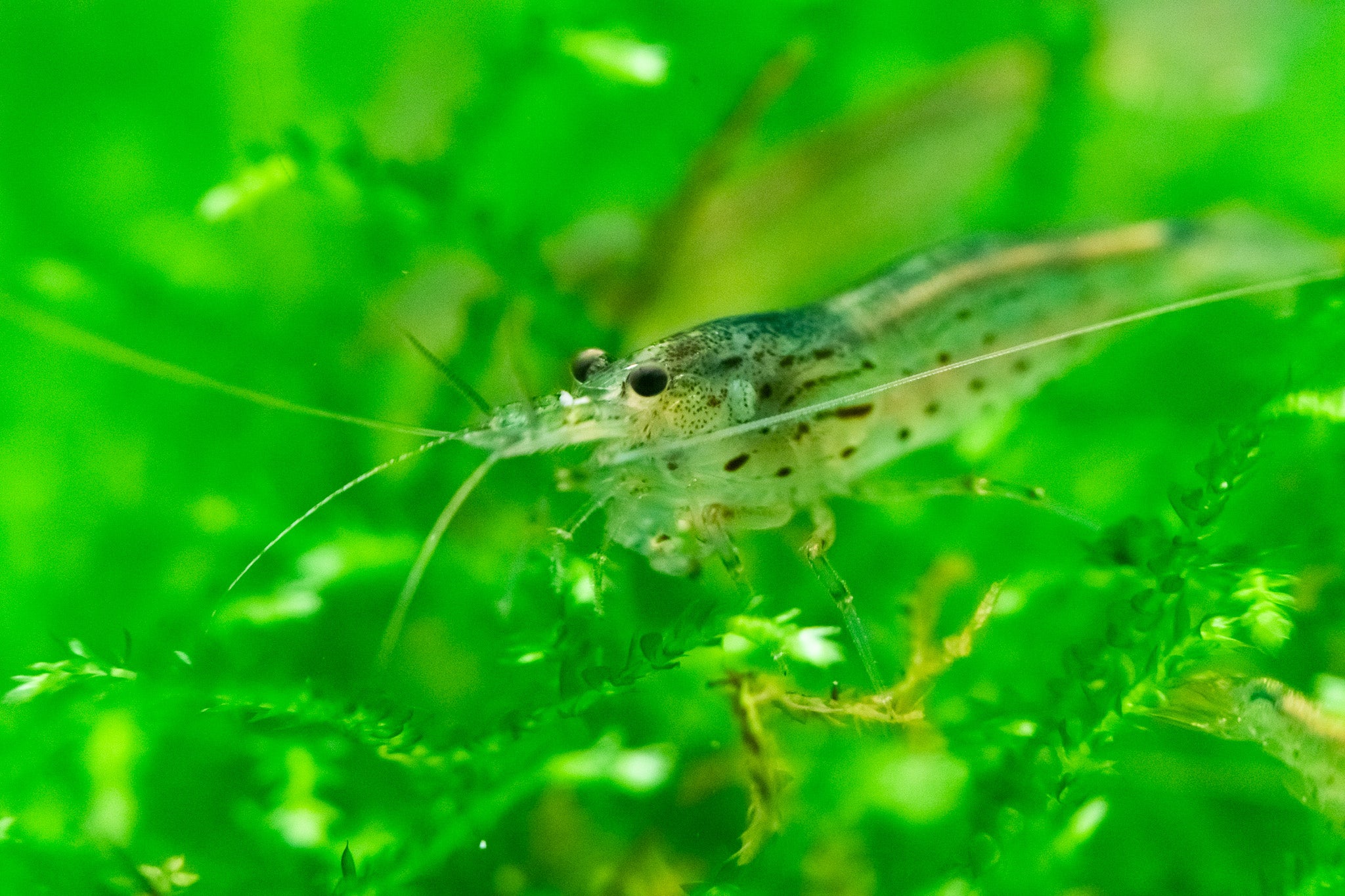 Amano Shrimp - Image 3