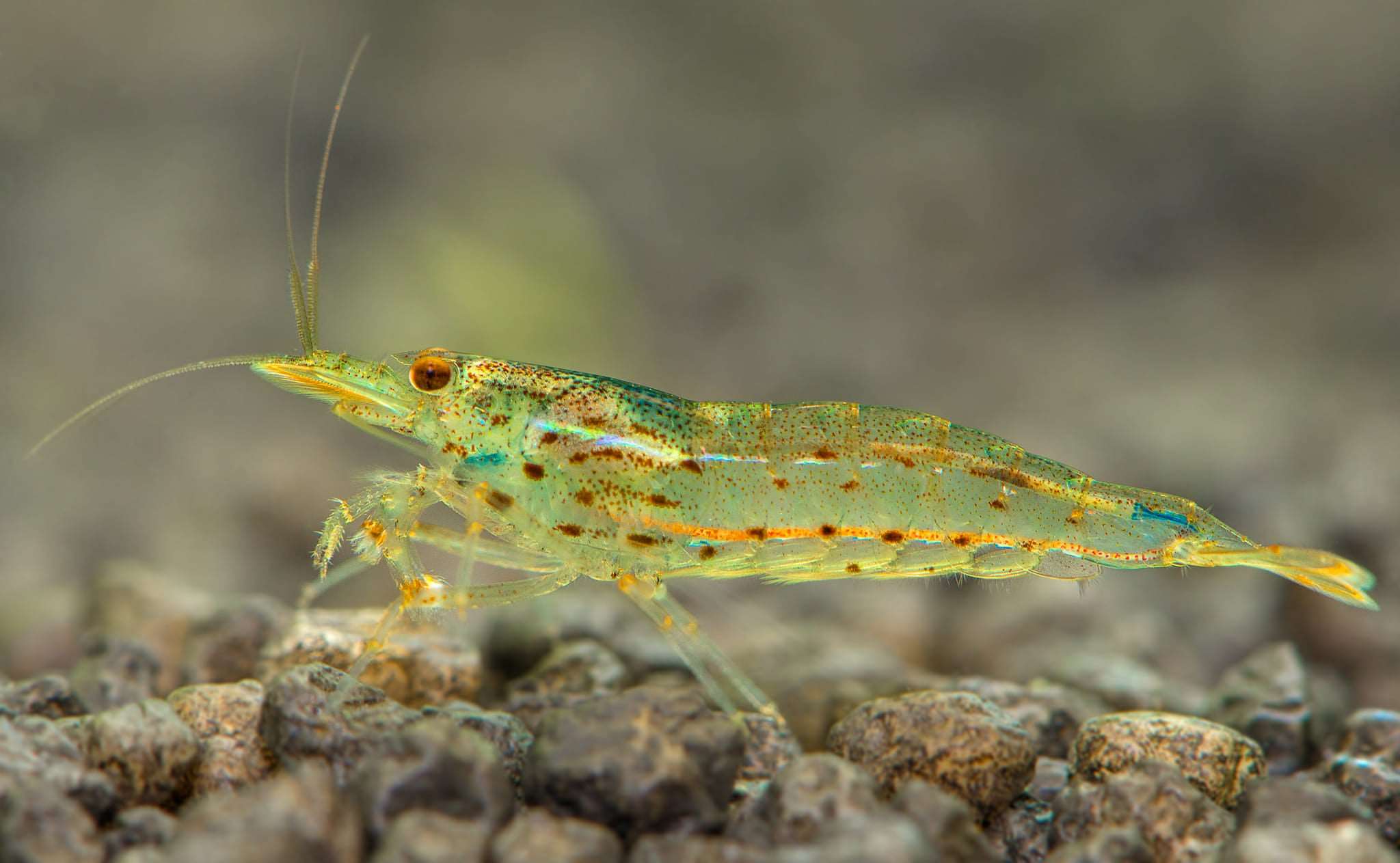 Amano Shrimp - Image 6