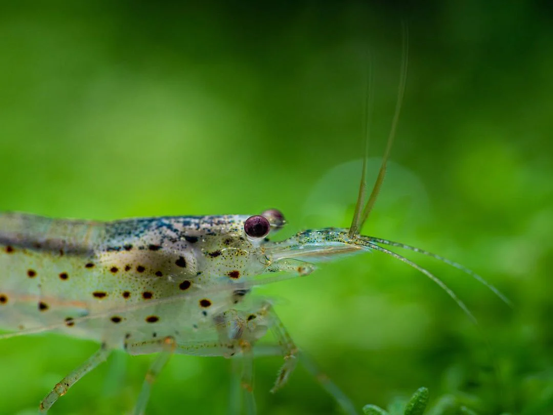 Amano Shrimp - Image 7