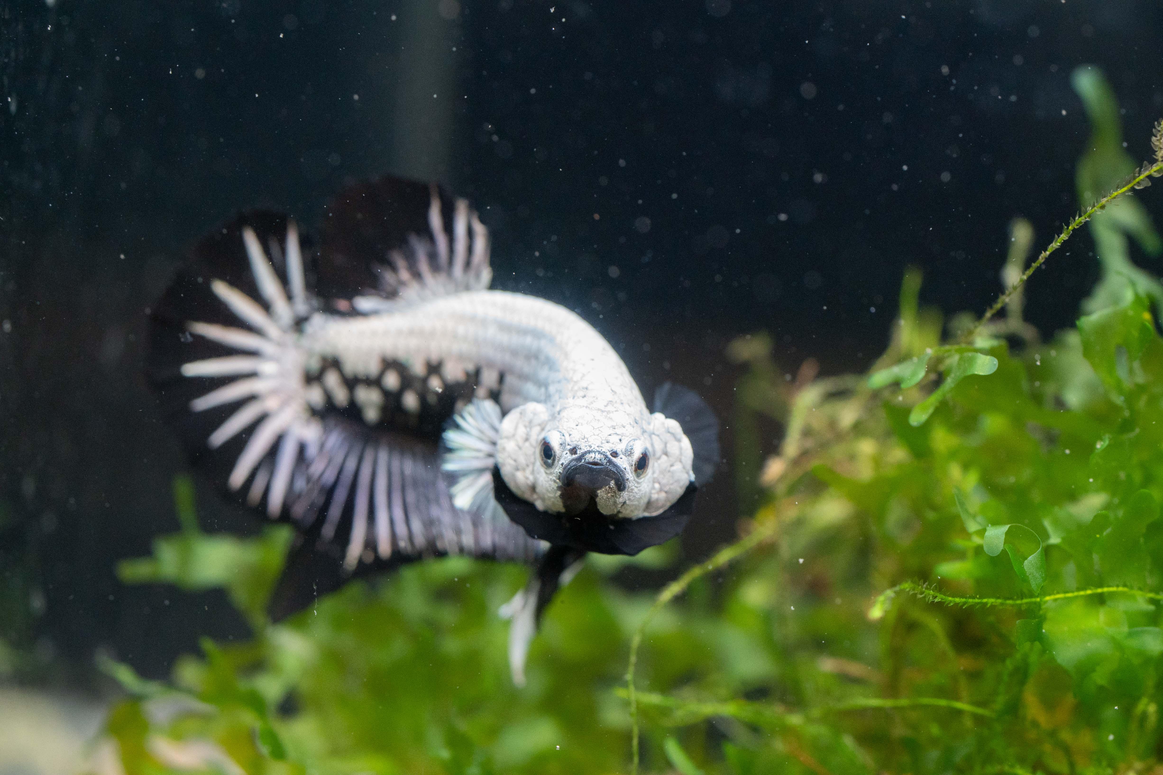 Black Dragon Plakat Male Betta Fish - Image 4