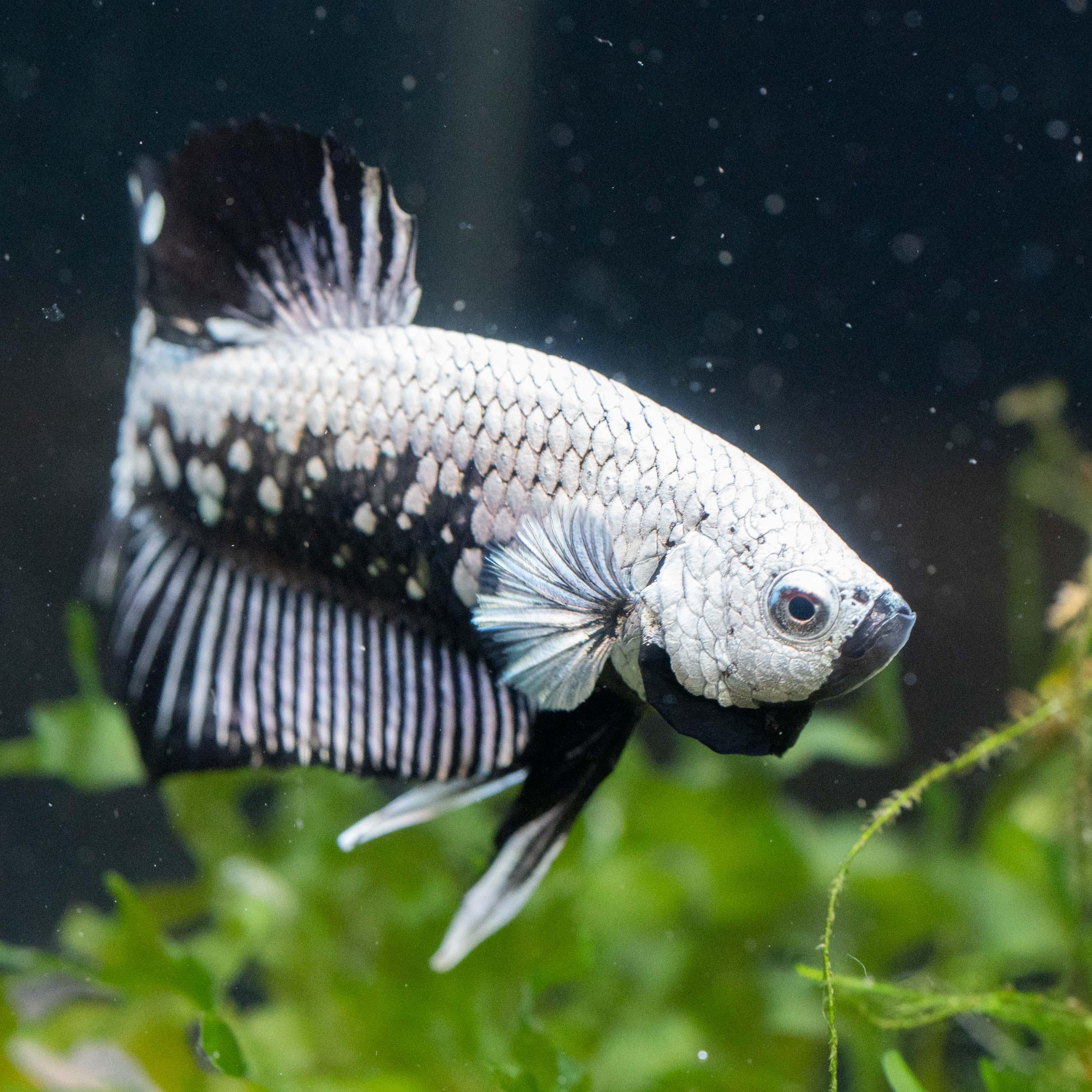 Black Dragon Plakat Male Betta Fish - Image 5