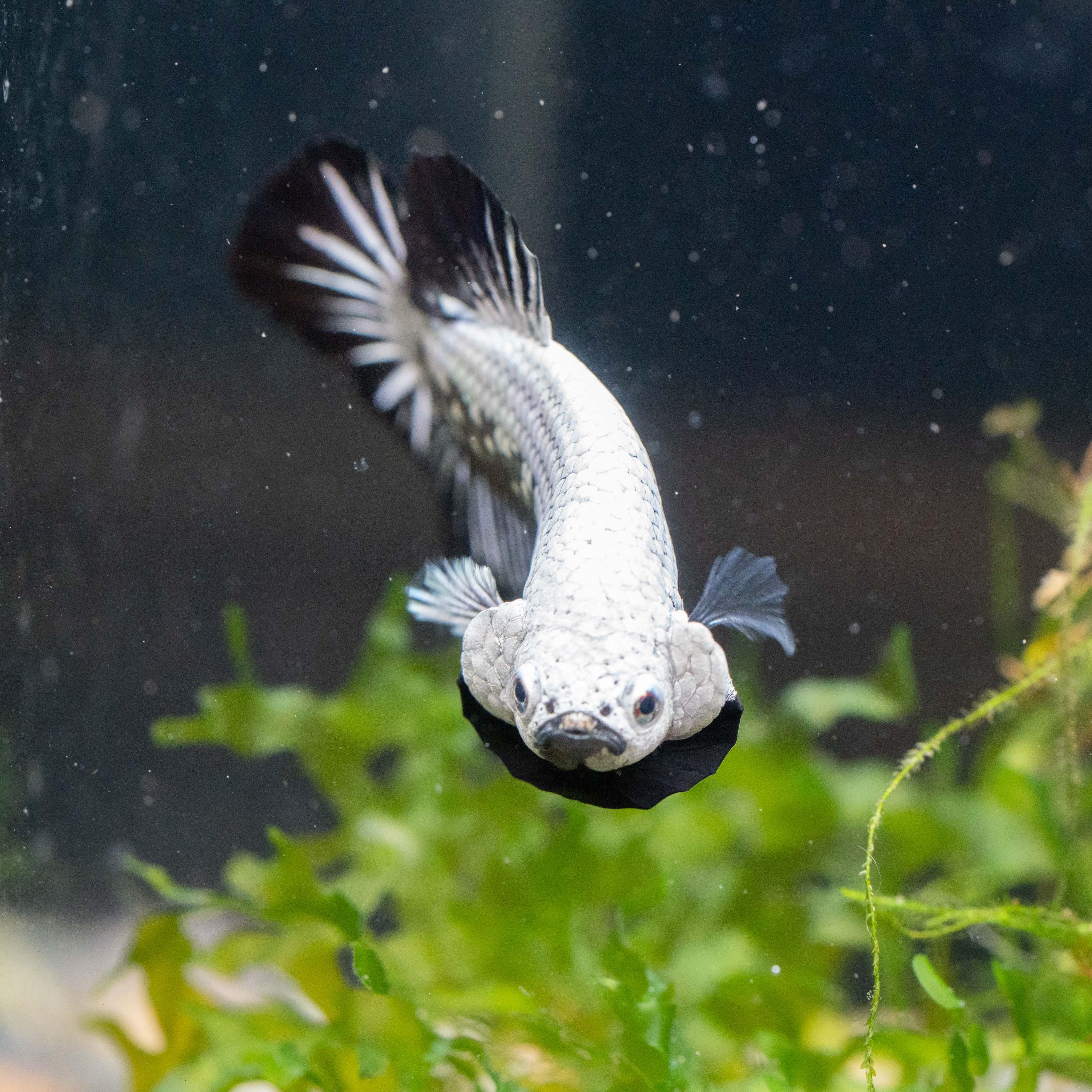 Black Dragon Plakat Male Betta Fish - Image 6
