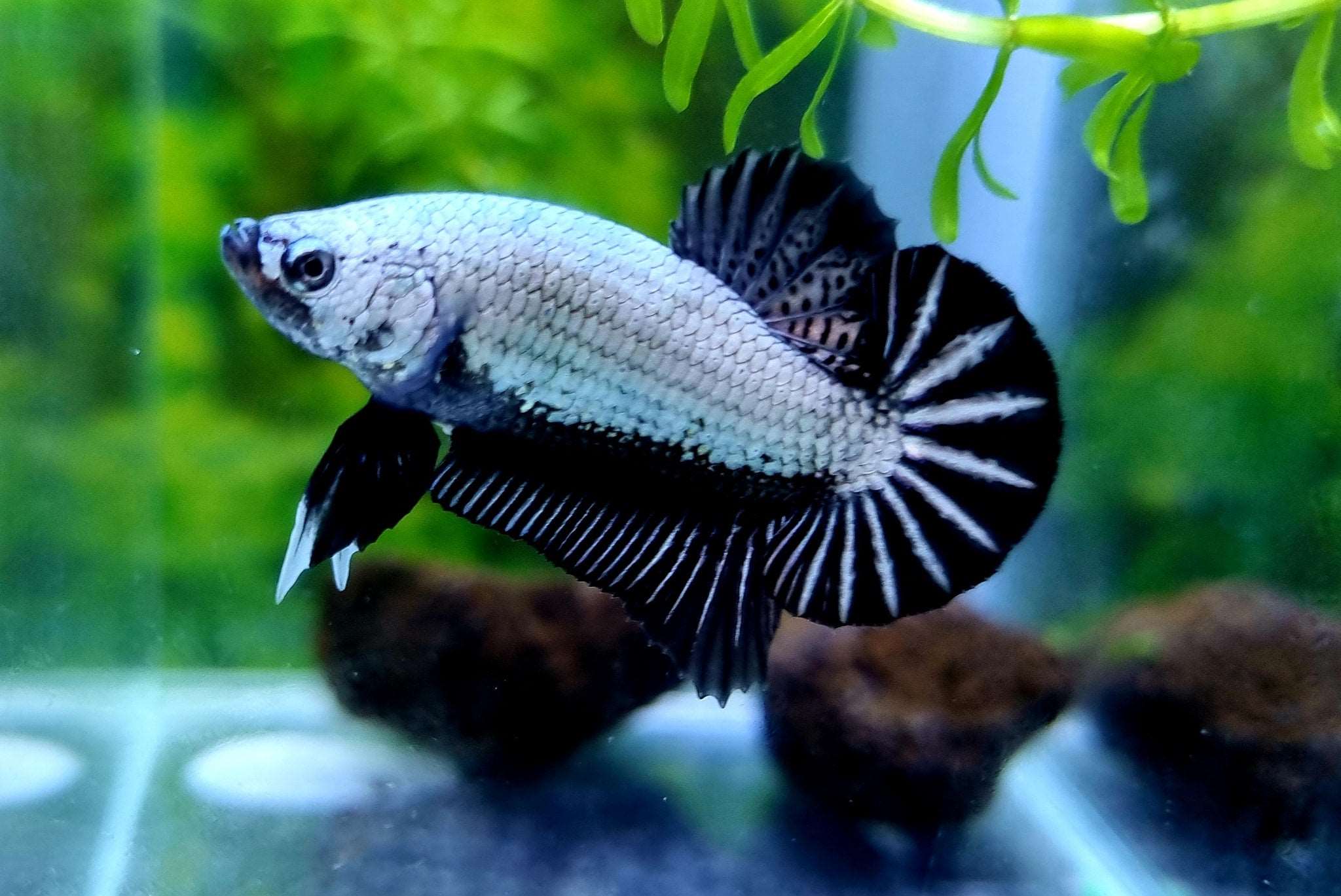 Black Dragon Plakat Male Betta Fish - Image 7