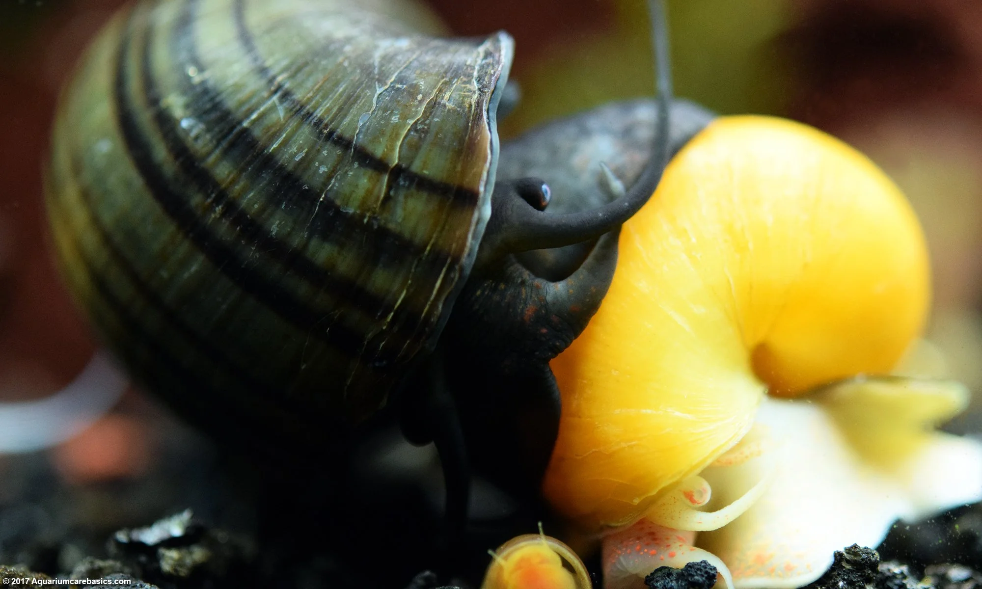 Black Mystery Snail - Image 3