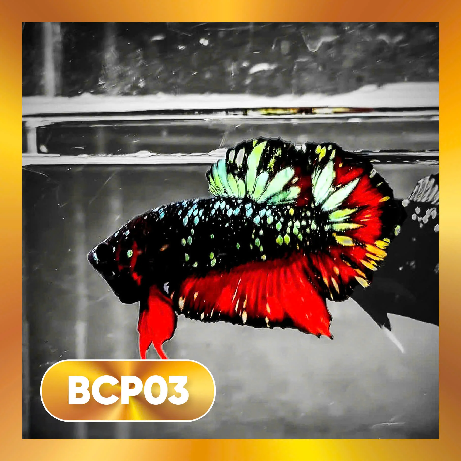 Black Panther Plakat Male Betta Fish | You Pick Fish | Rare Betta - Image 3