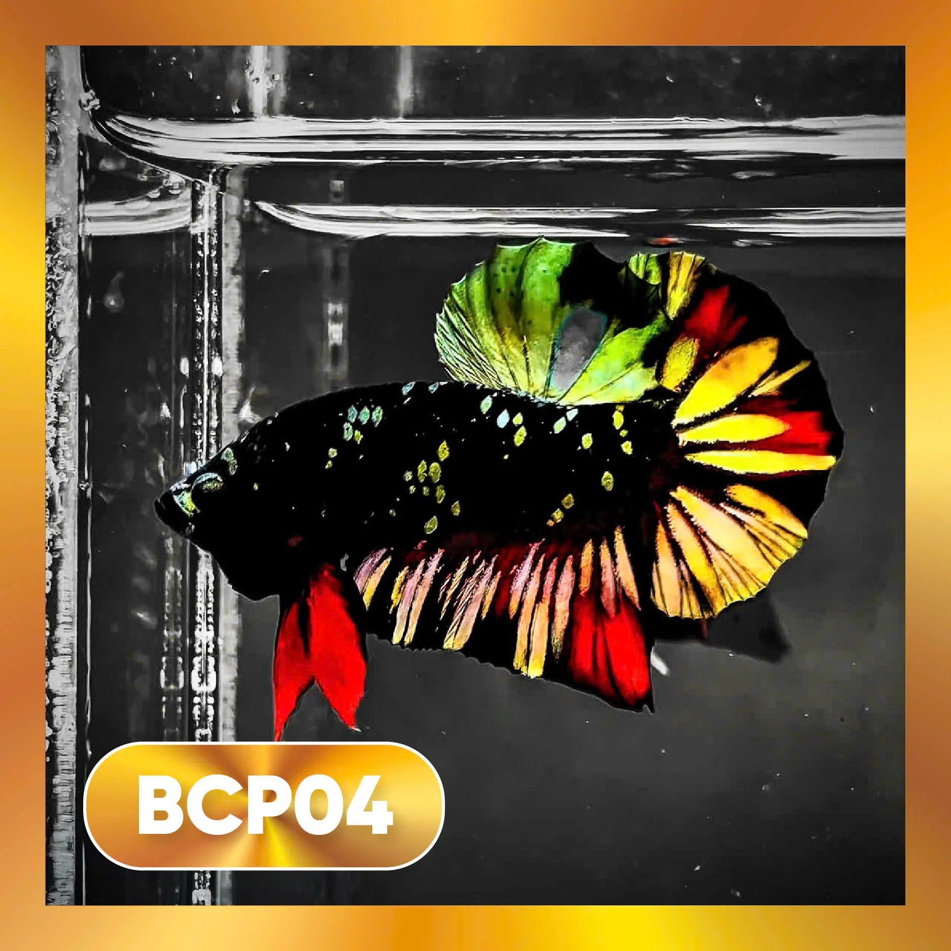 Black Panther Plakat Male Betta Fish | You Pick Fish | Rare Betta - Image 4