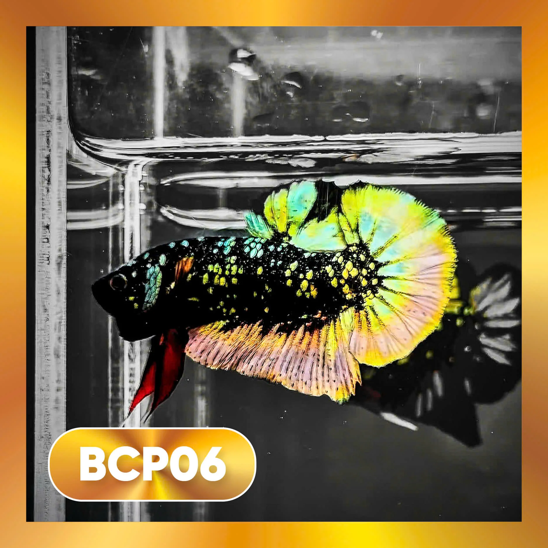 Black Panther Plakat Male Betta Fish | You Pick Fish | Rare Betta - Image 6