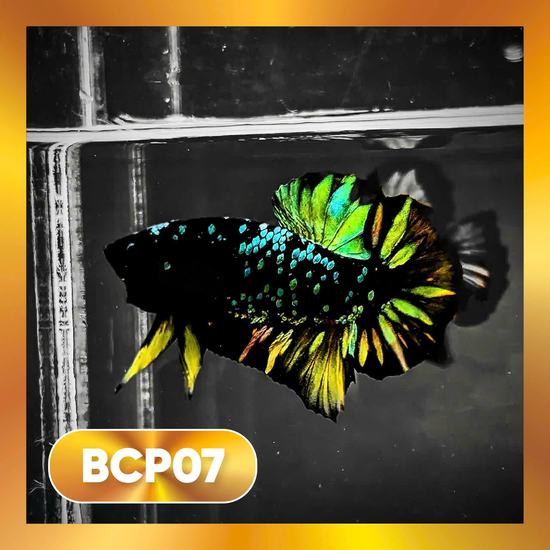 Black Panther Plakat Male Betta Fish | You Pick Fish | Rare Betta - Image 7