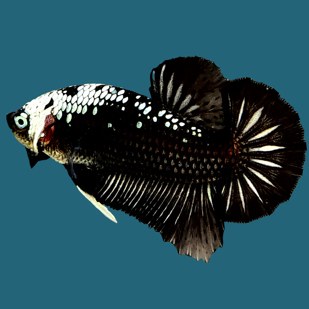 Black Samurai Plakat Male Betta Fish | Mystery Betta - Image 3