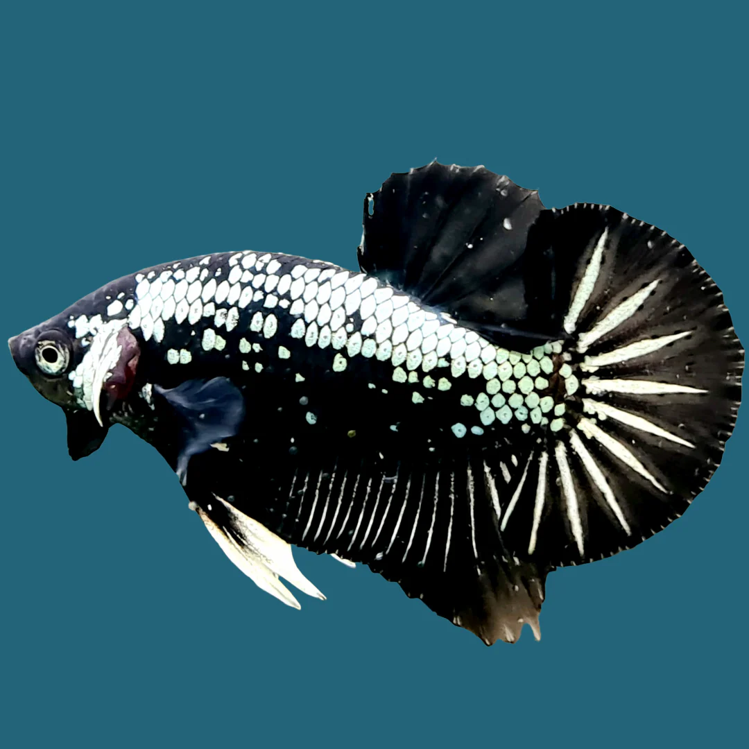 Black Samurai Plakat Male Betta Fish | Mystery Betta - Image 4