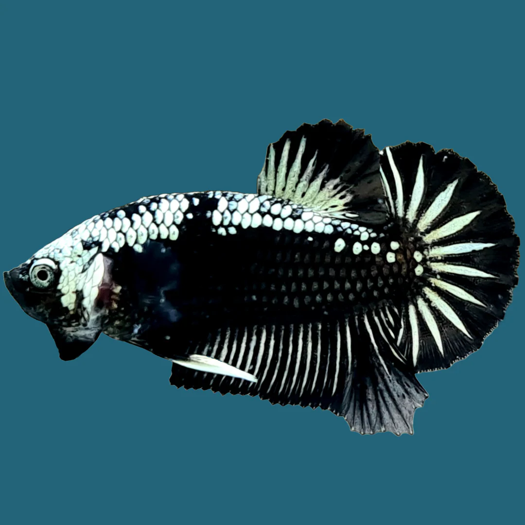 Black Samurai Plakat Male Betta Fish | Mystery Betta - Image 5