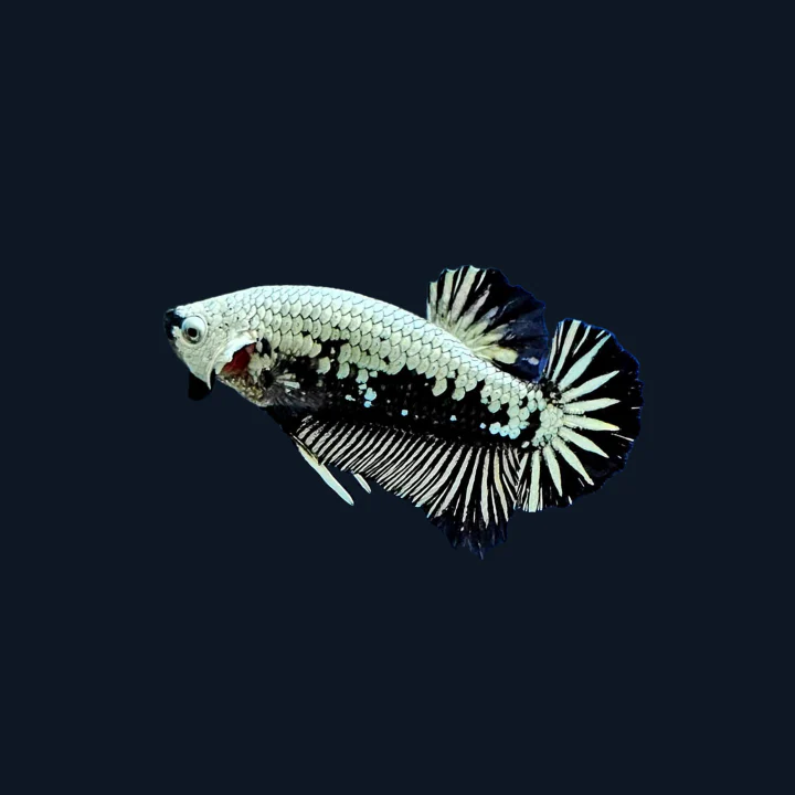 Black Samurai Plakat Male Betta Fish | Mystery Betta - Image 6