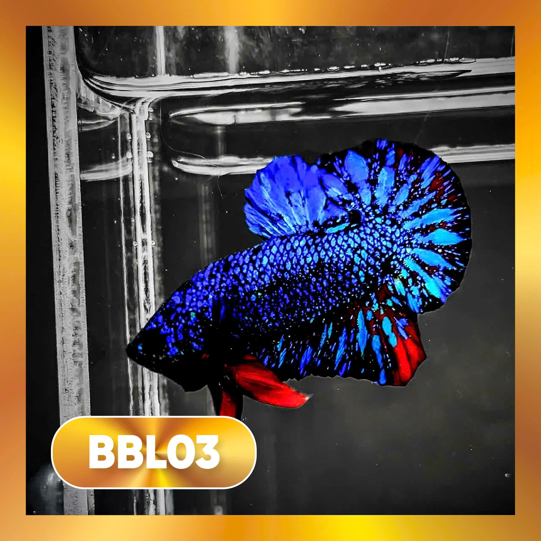 Black Star Nebula Plakat Male Betta | You Pick Betta | High Grade - Image 3