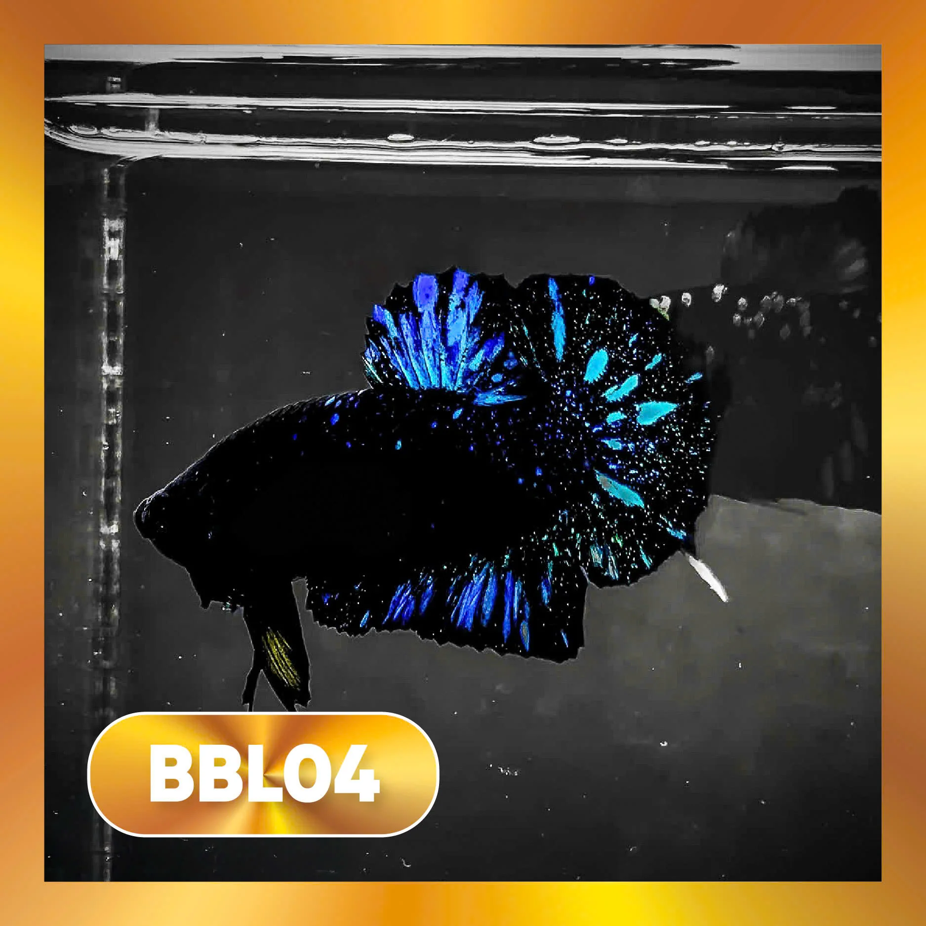 Black Star Nebula Plakat Male Betta | You Pick Betta | High Grade - Image 4