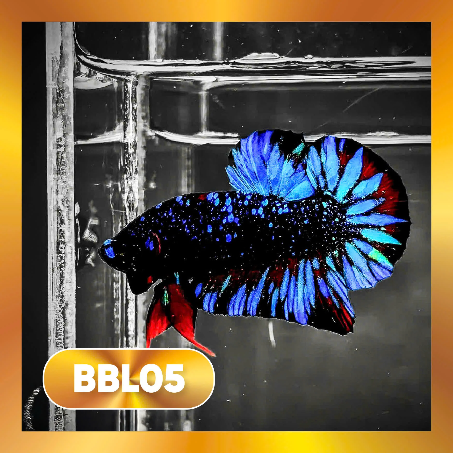 Black Star Nebula Plakat Male Betta | You Pick Betta | High Grade - Image 5