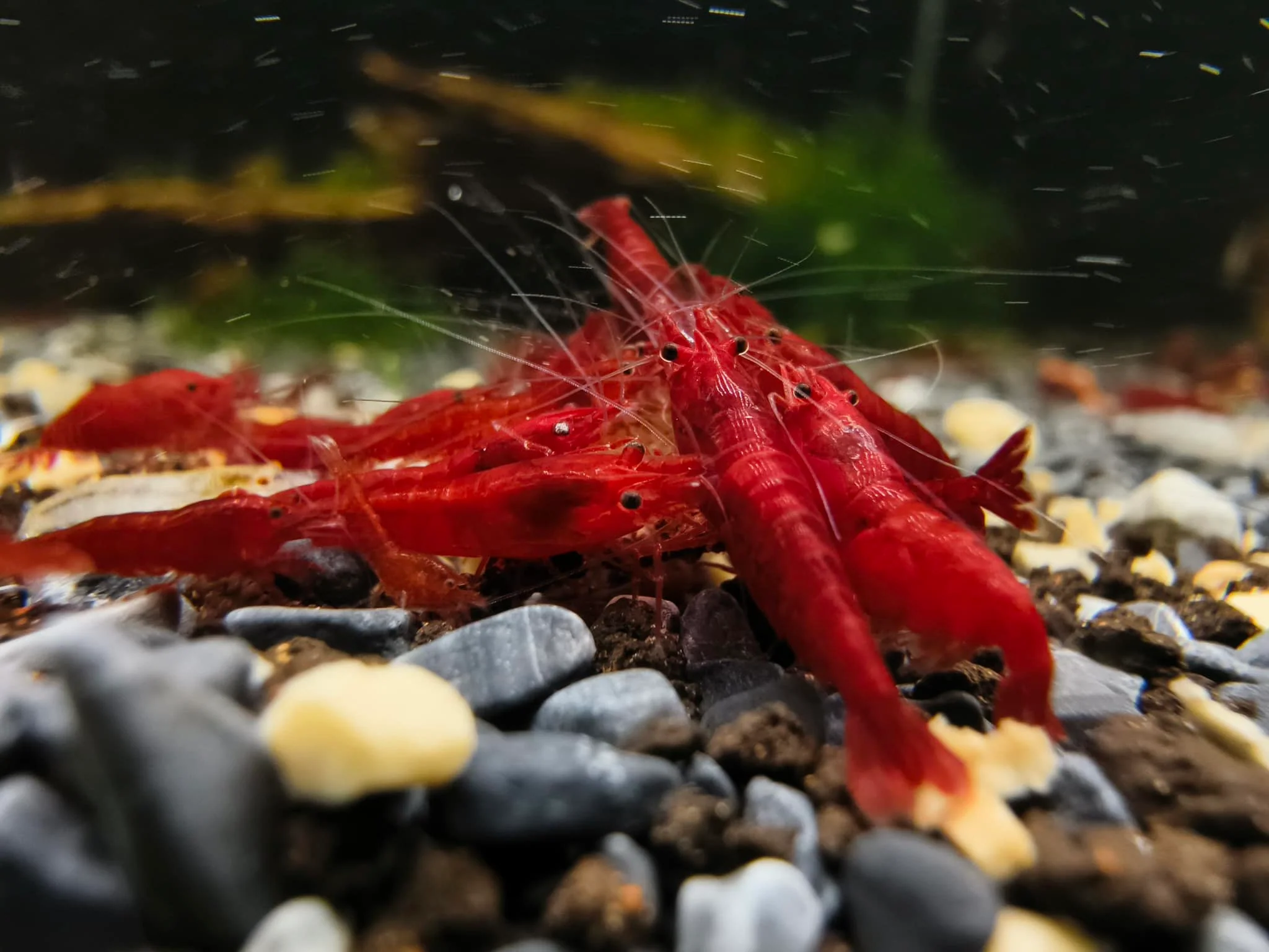Bloody Mary Neocaridina Shrimp - Image 4