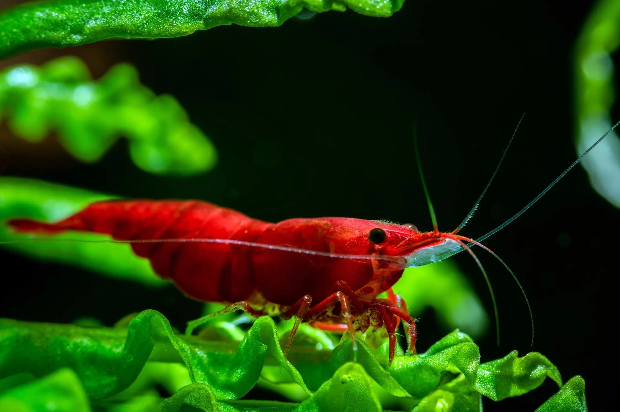 Bloody Mary Neocaridina Shrimp - Image 7