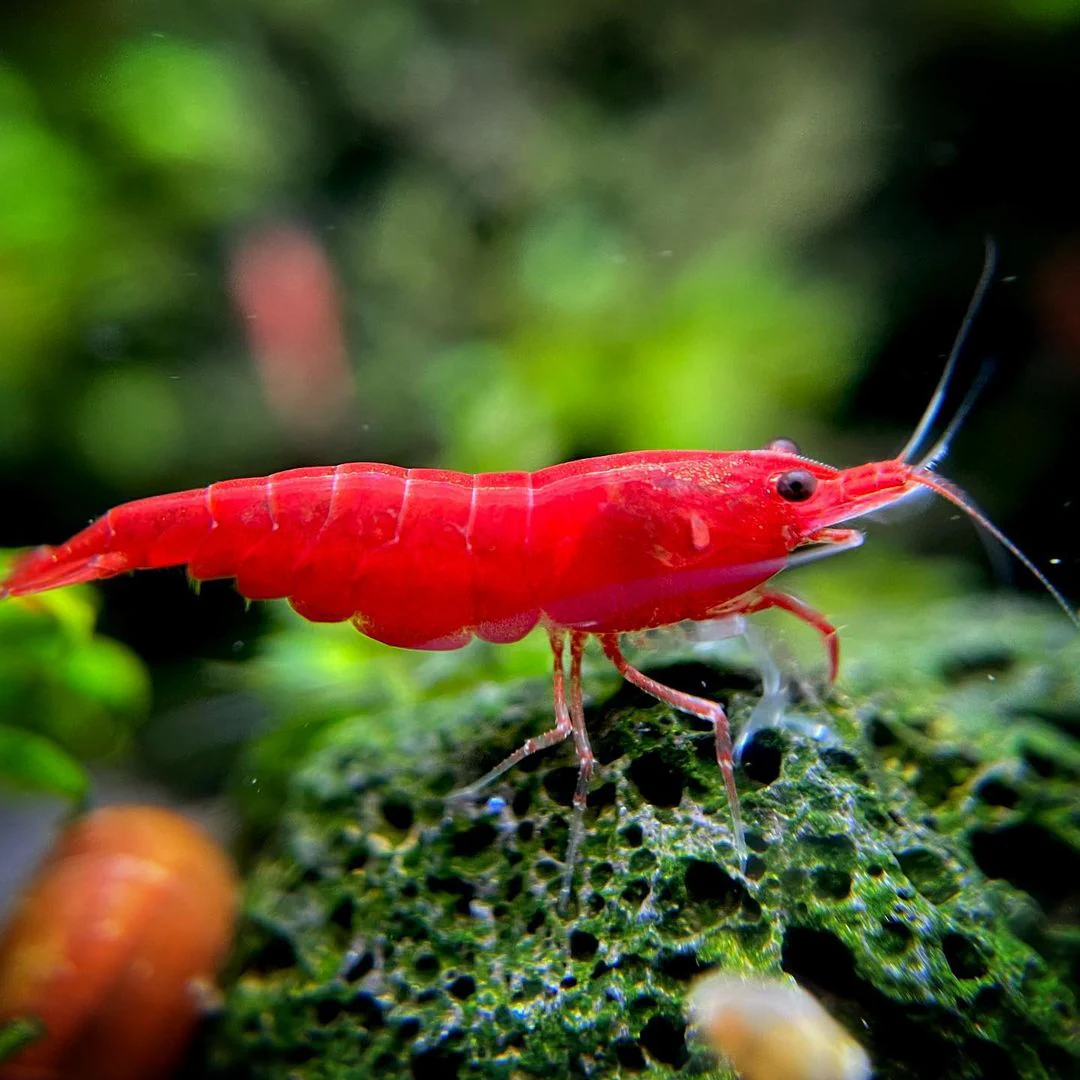 Bloody Mary Neocaridina Shrimp - Image 8