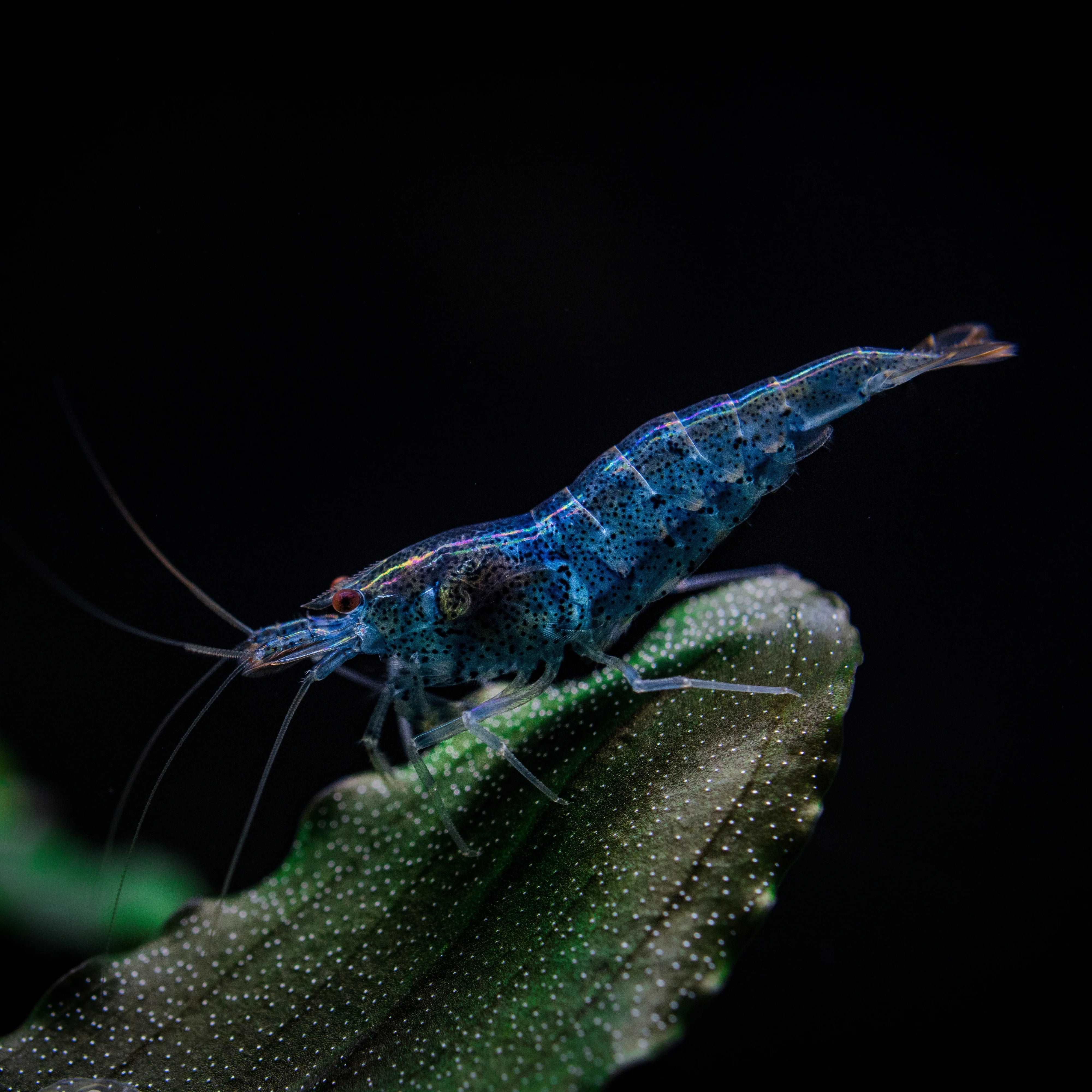 Blue Dream Neocaridina Shrimp - Image 10