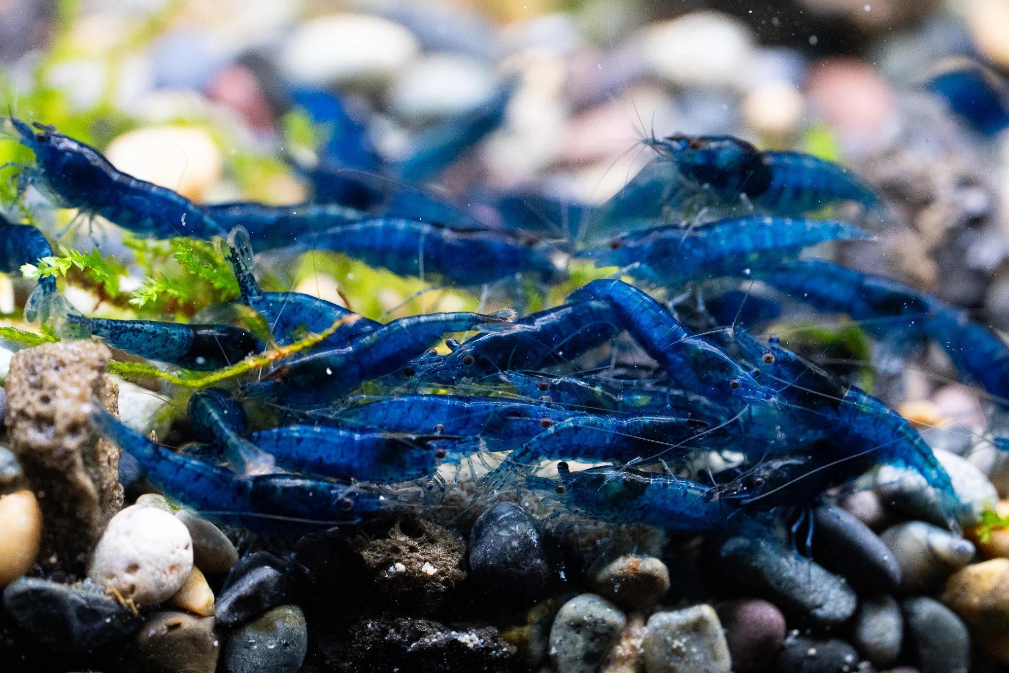 Blue Dream Neocaridina Shrimp - Image 3