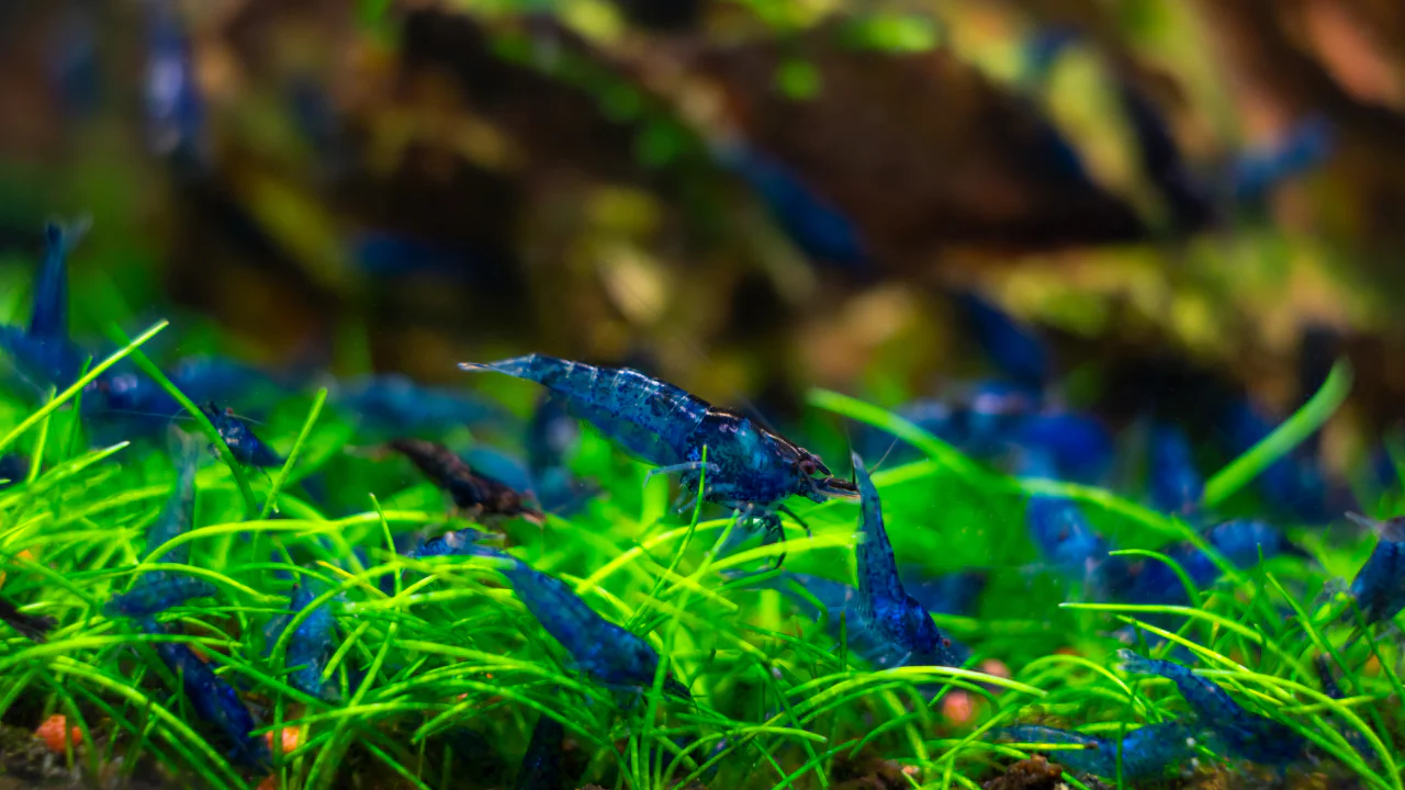 Blue Dream Neocaridina Shrimp - Image 4