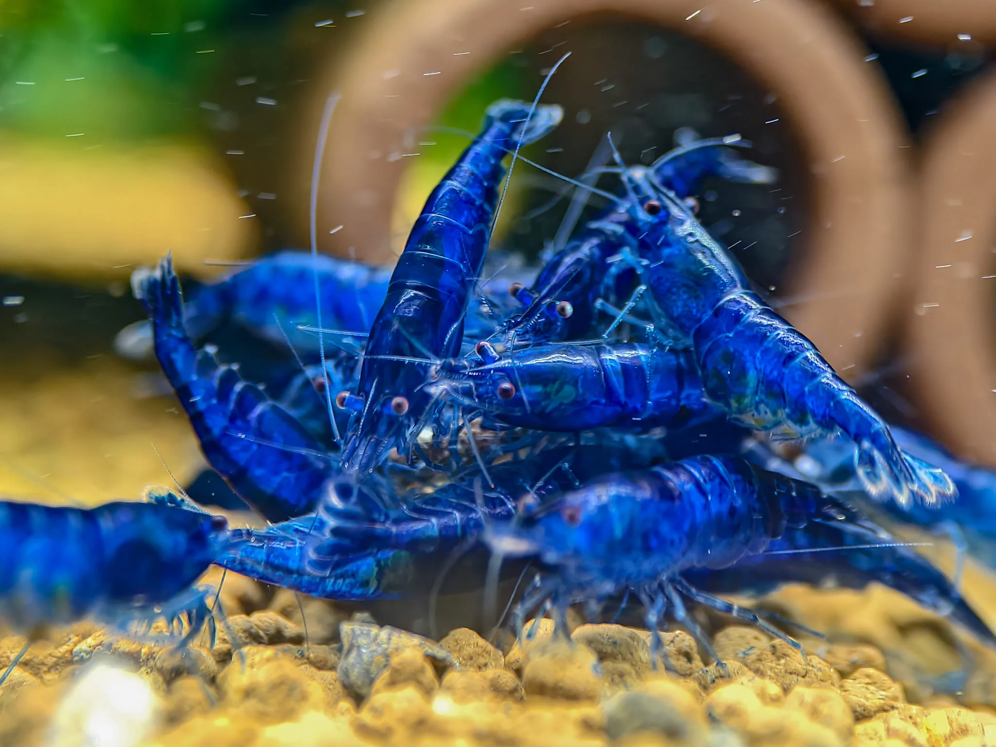 Blue Dream Neocaridina Shrimp - Image 5