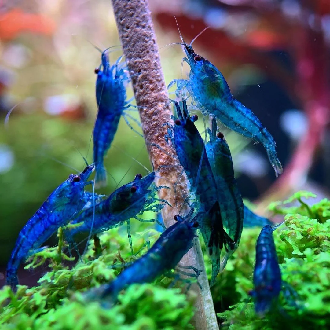 Blue Dream Neocaridina Shrimp - Image 6