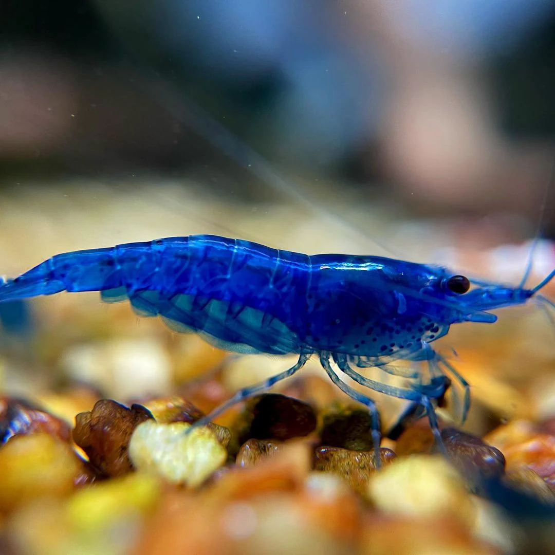 Blue Dream Neocaridina Shrimp - Image 7