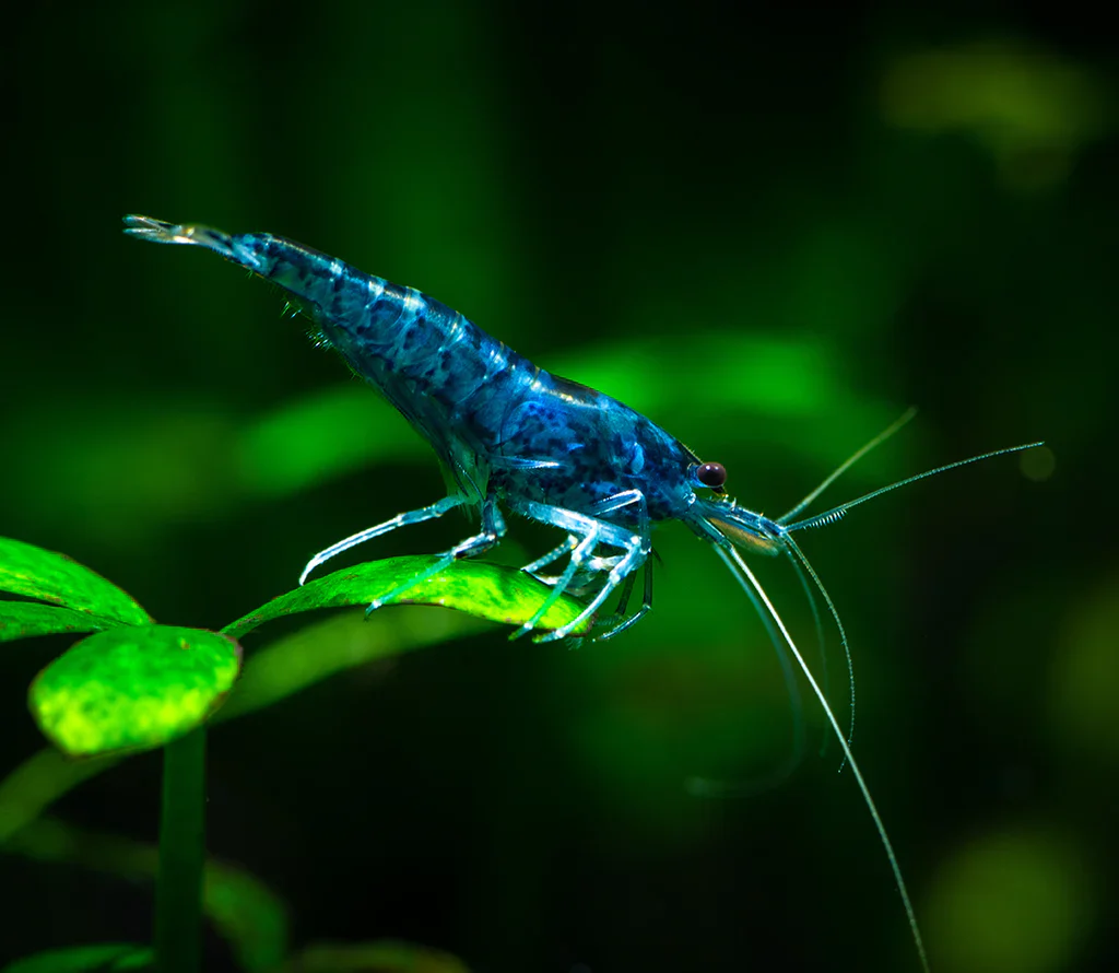 Blue Dream Neocaridina Shrimp - Image 9