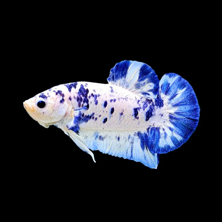 Blue Marble Dot Plakat Male Betta Fish | Mystery Betta - Image 3