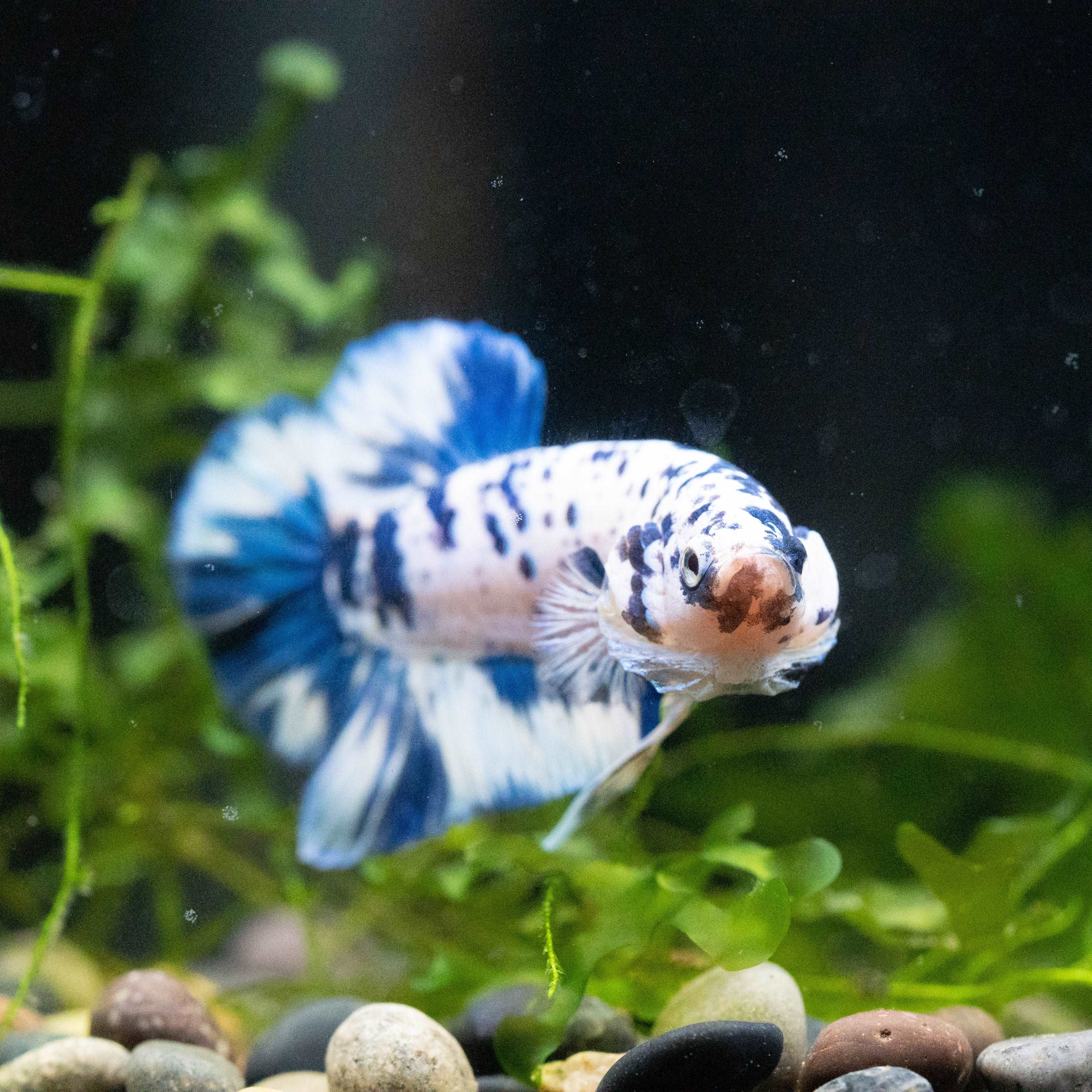 Blue Marble Dot Plakat Male Betta Fish | Mystery Betta - Image 4