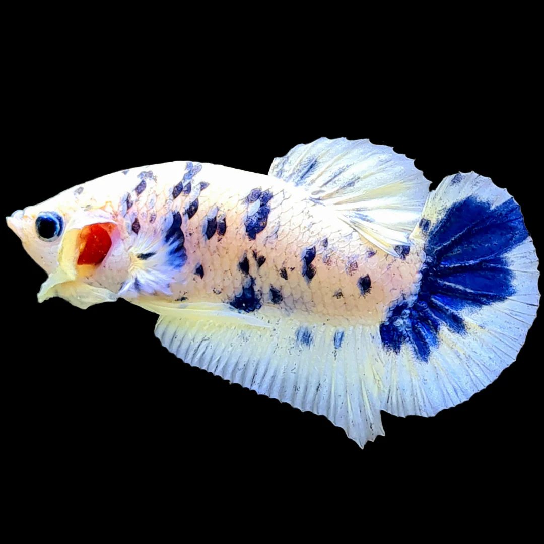 Blue Marble Dot Plakat Male Betta Fish | Mystery Betta - Image 5