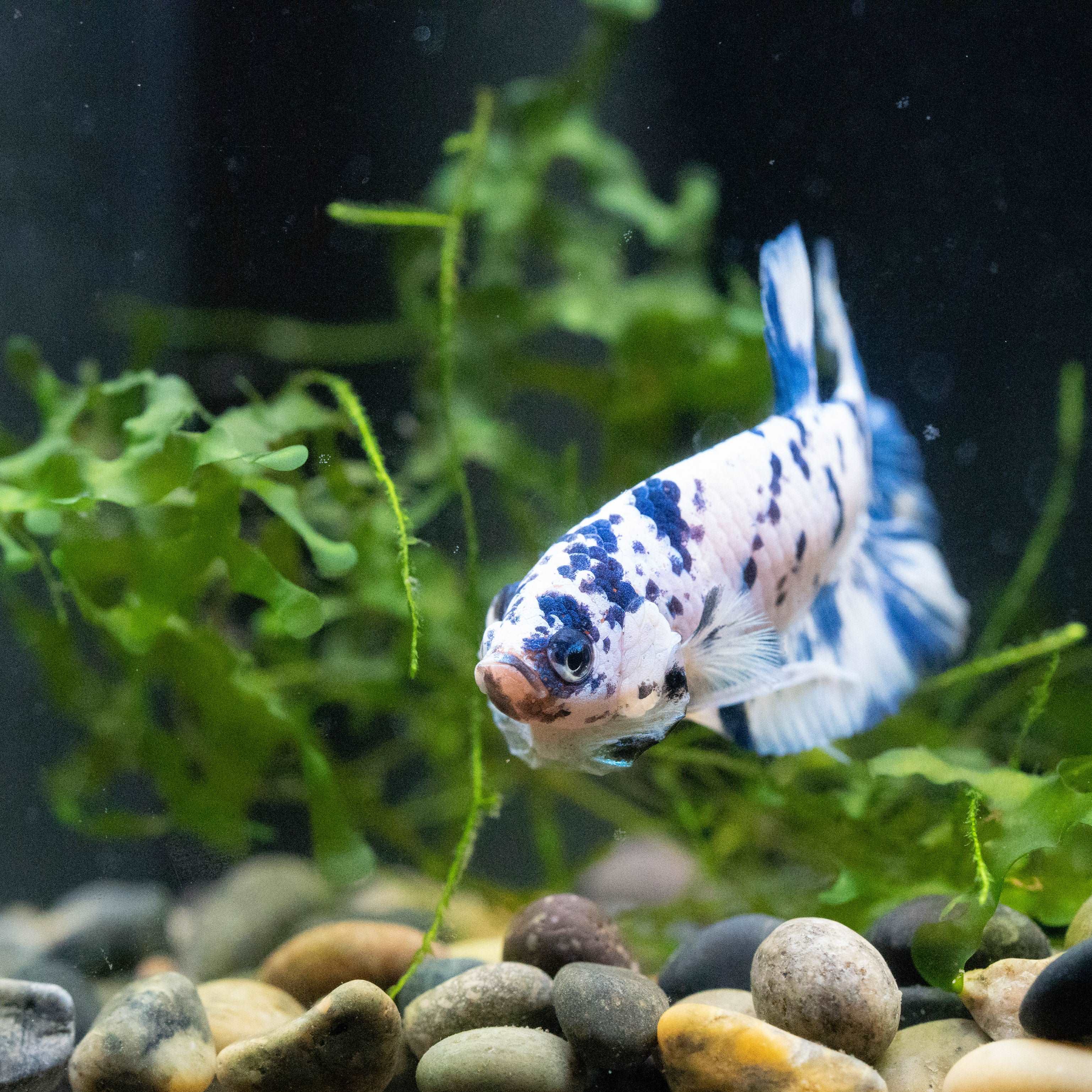 Blue Marble Dot Plakat Male Betta Fish | Mystery Betta - Image 6
