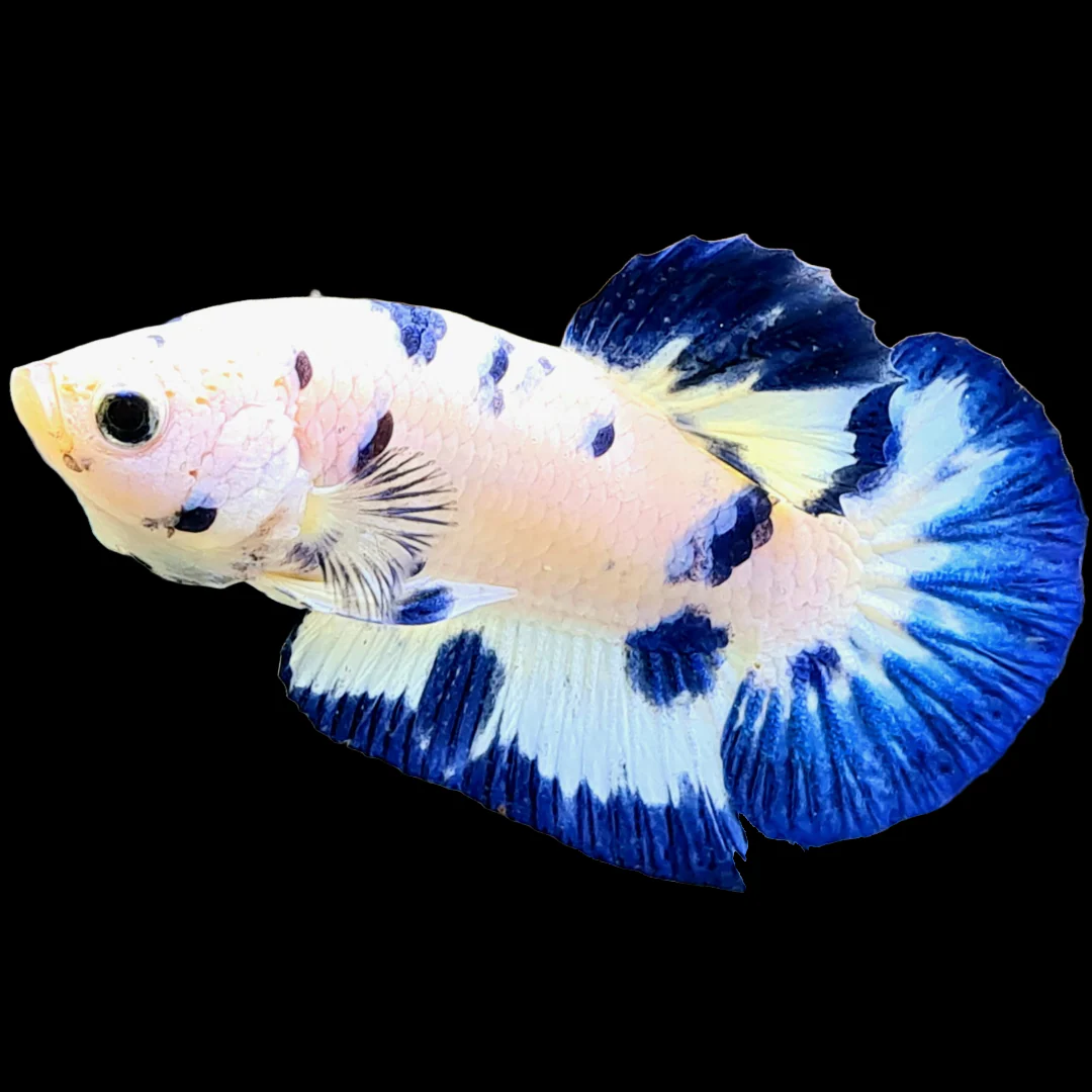 Blue Marble Dot Plakat Male Betta Fish | Mystery Betta - Image 7