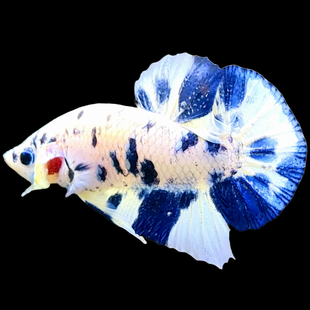 Blue Marble Dot Plakat Male Betta Fish | Mystery Betta - Image 8
