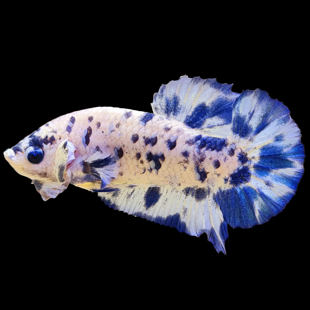 Blue Marble Dot Plakat Male Betta Fish | Mystery Betta - Image 9