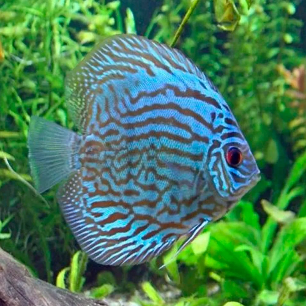 Blue Turquoise Discus Fish - Image 3