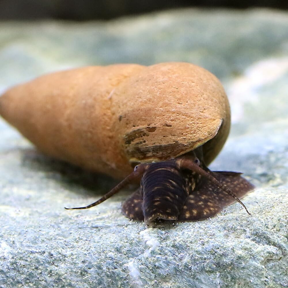 Chocolate Rabbit Snail - Image 3