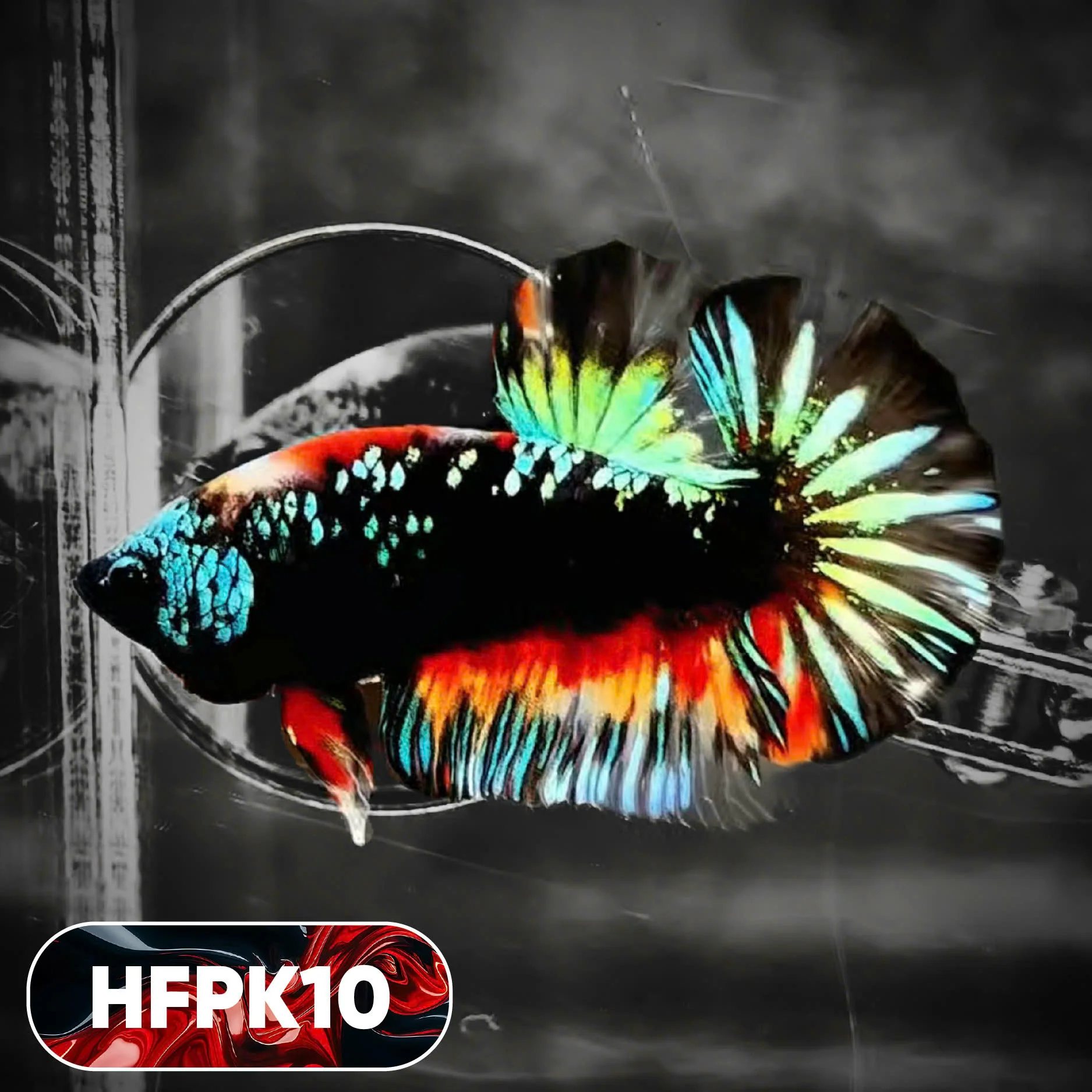 Dark Flame Hellfire Plakat Male Betta Fish | You Pick Fish | Rare Betta - Image 10