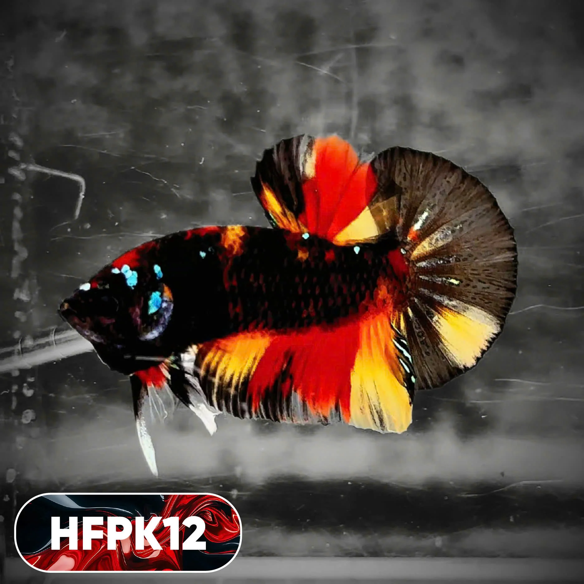 Dark Flame Hellfire Plakat Male Betta Fish | You Pick Fish | Rare Betta - Image 12