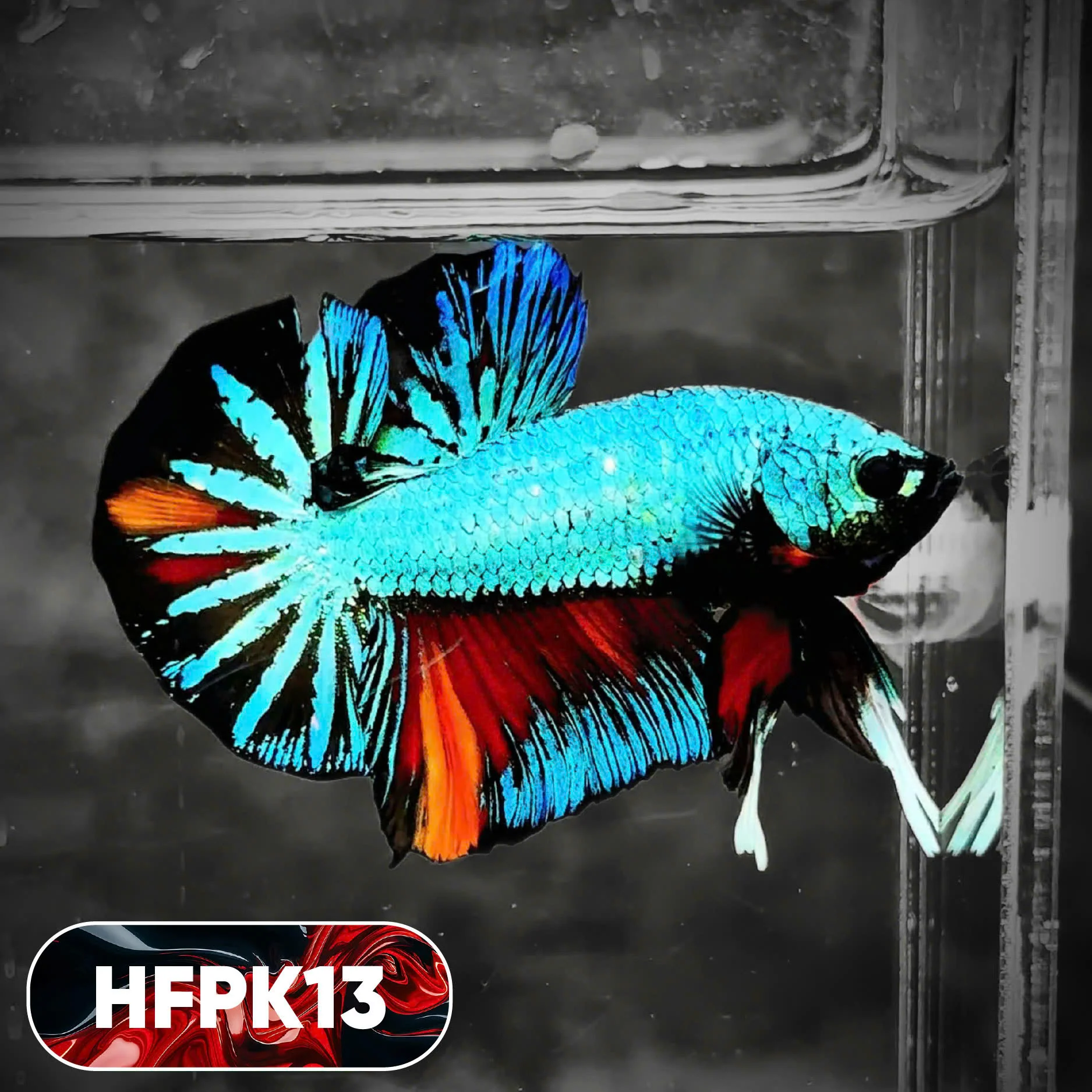 Dark Flame Hellfire Plakat Male Betta Fish | You Pick Fish | Rare Betta - Image 13
