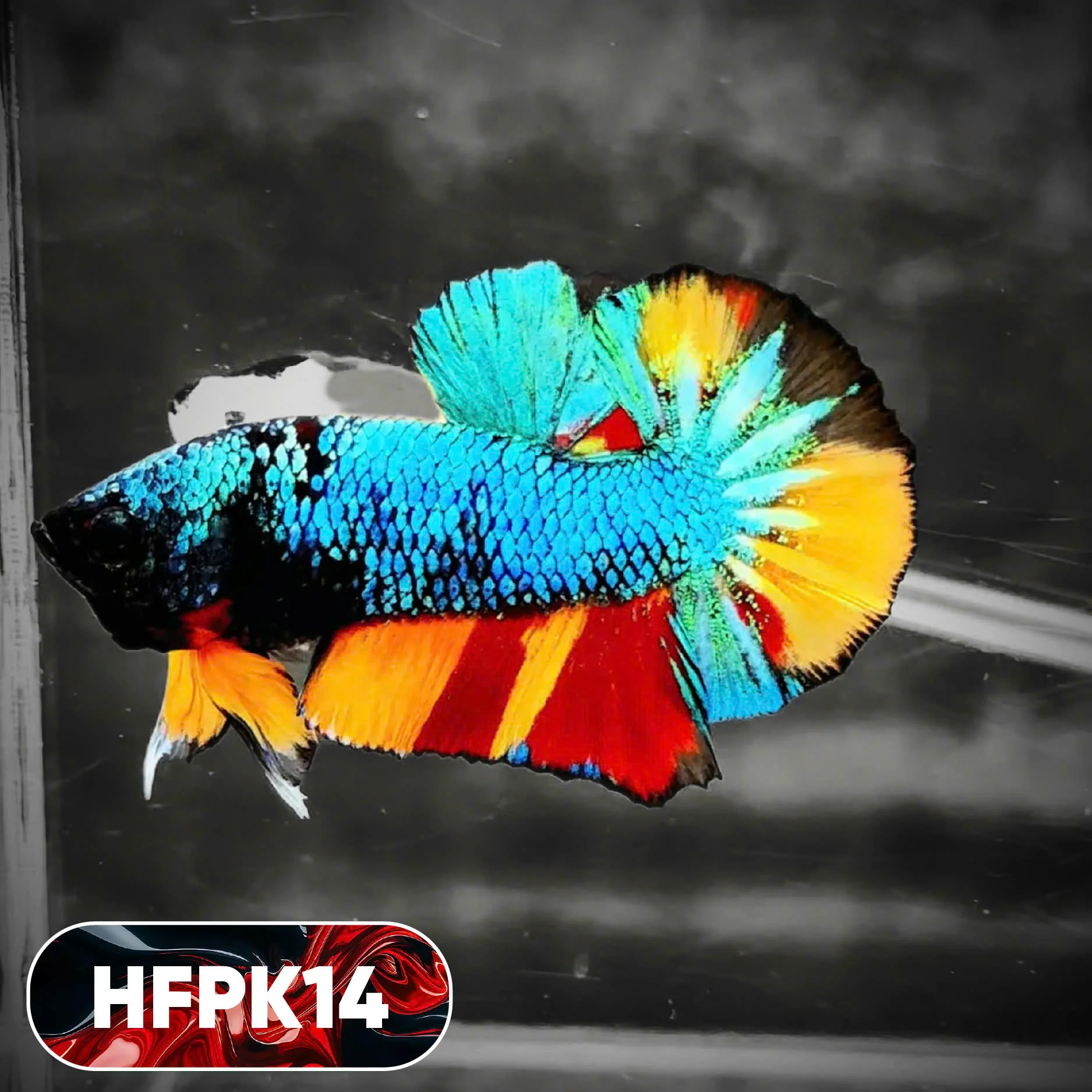 Dark Flame Hellfire Plakat Male Betta Fish | You Pick Fish | Rare Betta - Image 14
