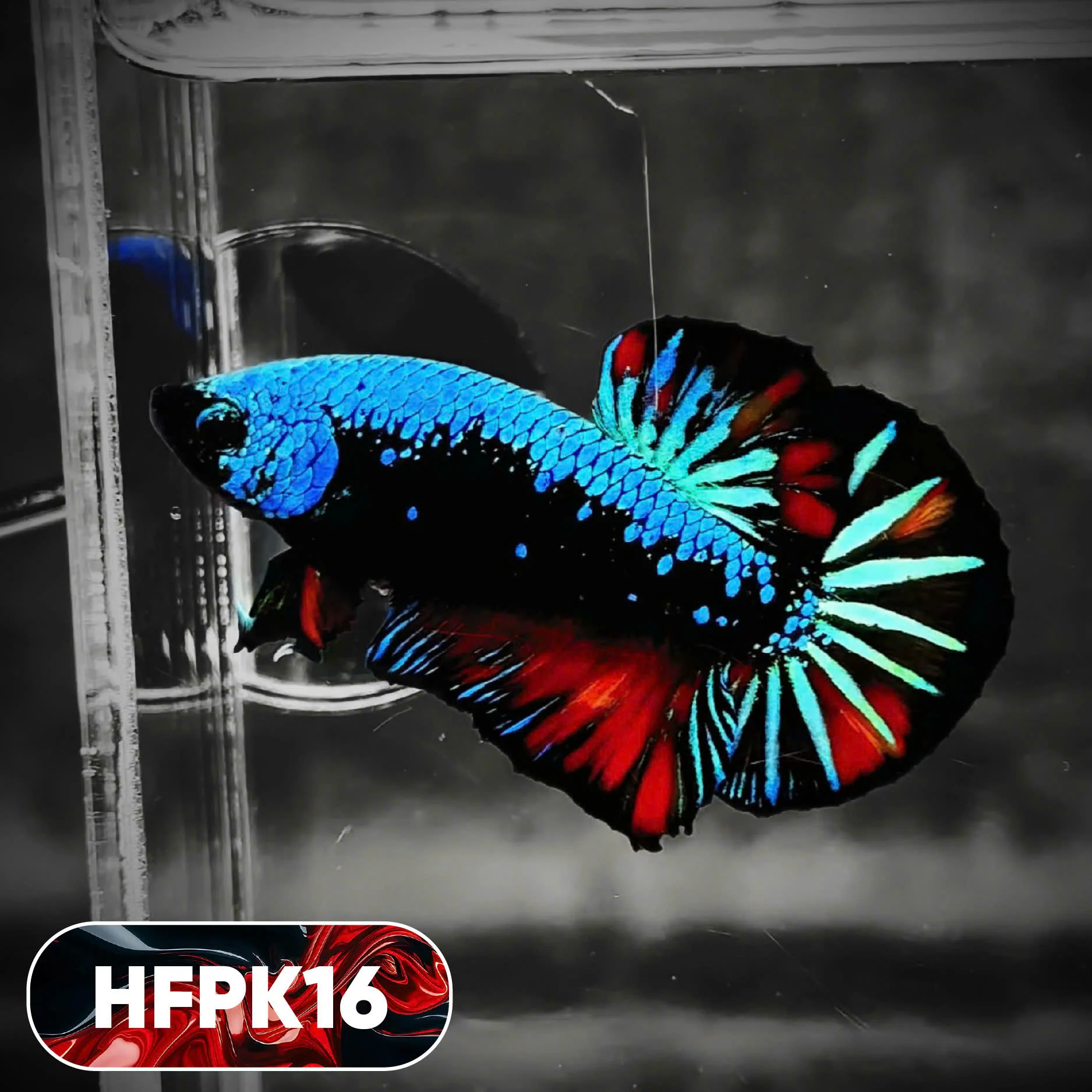 Dark Flame Hellfire Plakat Male Betta Fish | You Pick Fish | Rare Betta - Image 16