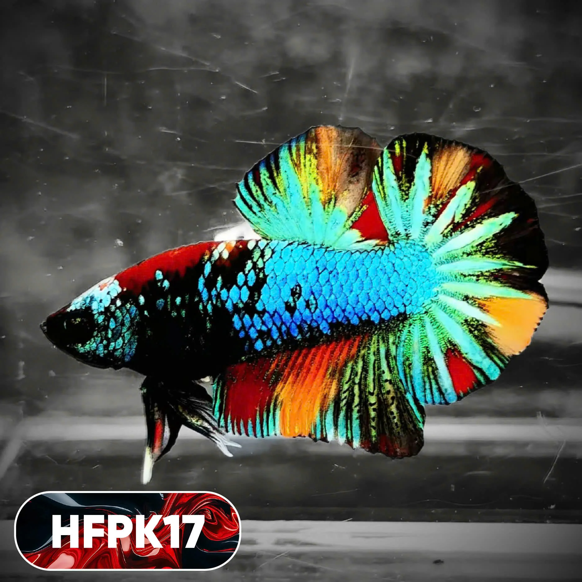 Dark Flame Hellfire Plakat Male Betta Fish | You Pick Fish | Rare Betta - Image 17