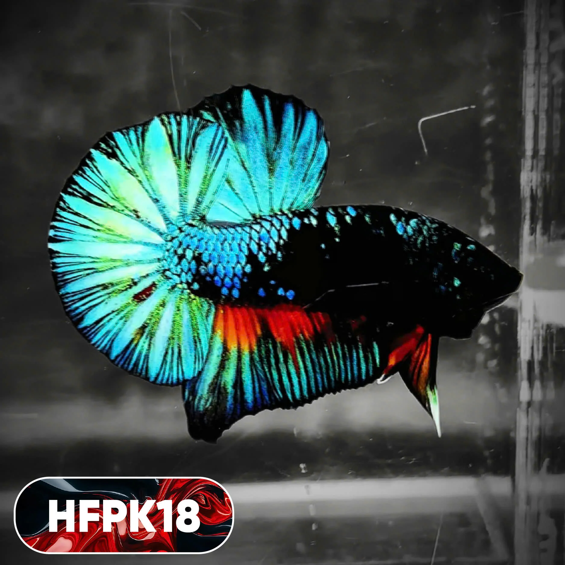 Dark Flame Hellfire Plakat Male Betta Fish | You Pick Fish | Rare Betta - Image 18