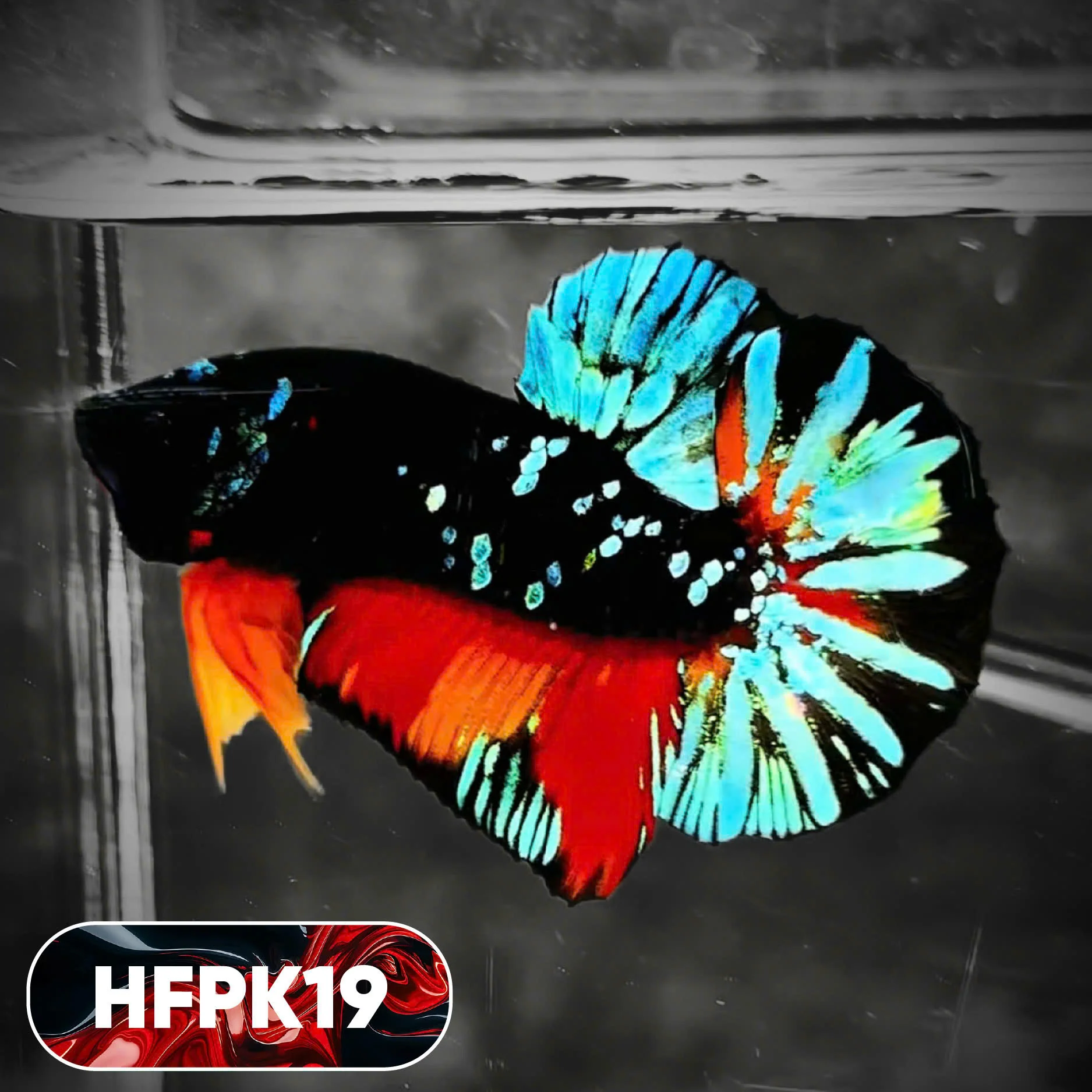 Dark Flame Hellfire Plakat Male Betta Fish | You Pick Fish | Rare Betta - Image 19