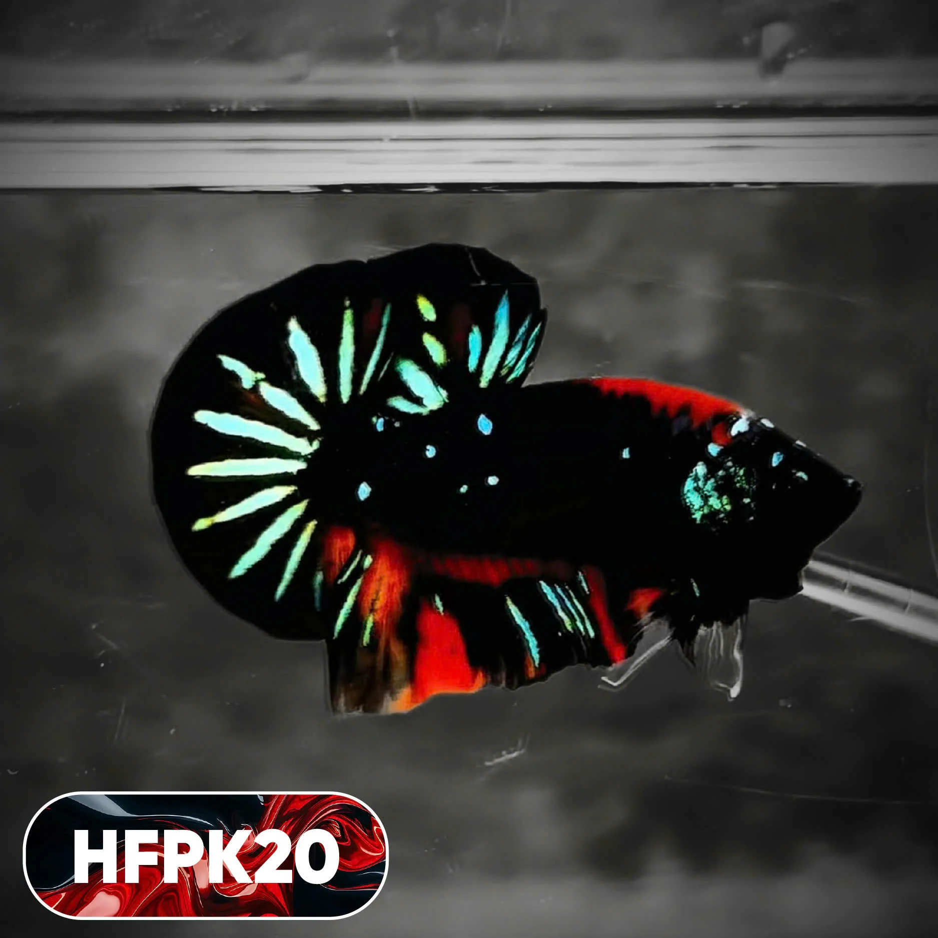 Dark Flame Hellfire Plakat Male Betta Fish | You Pick Fish | Rare Betta - Image 20