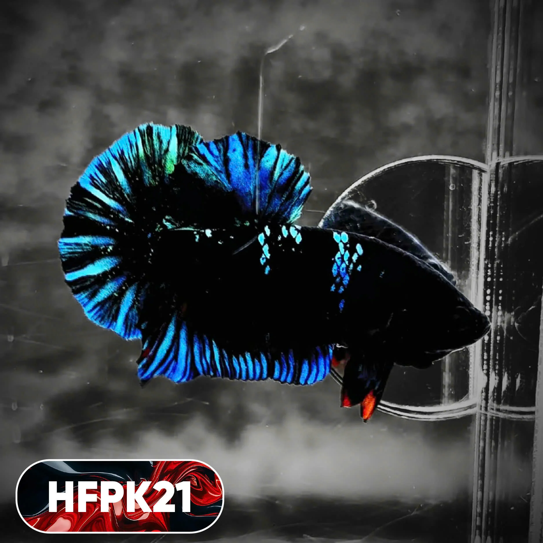 Dark Flame Hellfire Plakat Male Betta Fish | You Pick Fish | Rare Betta - Image 21