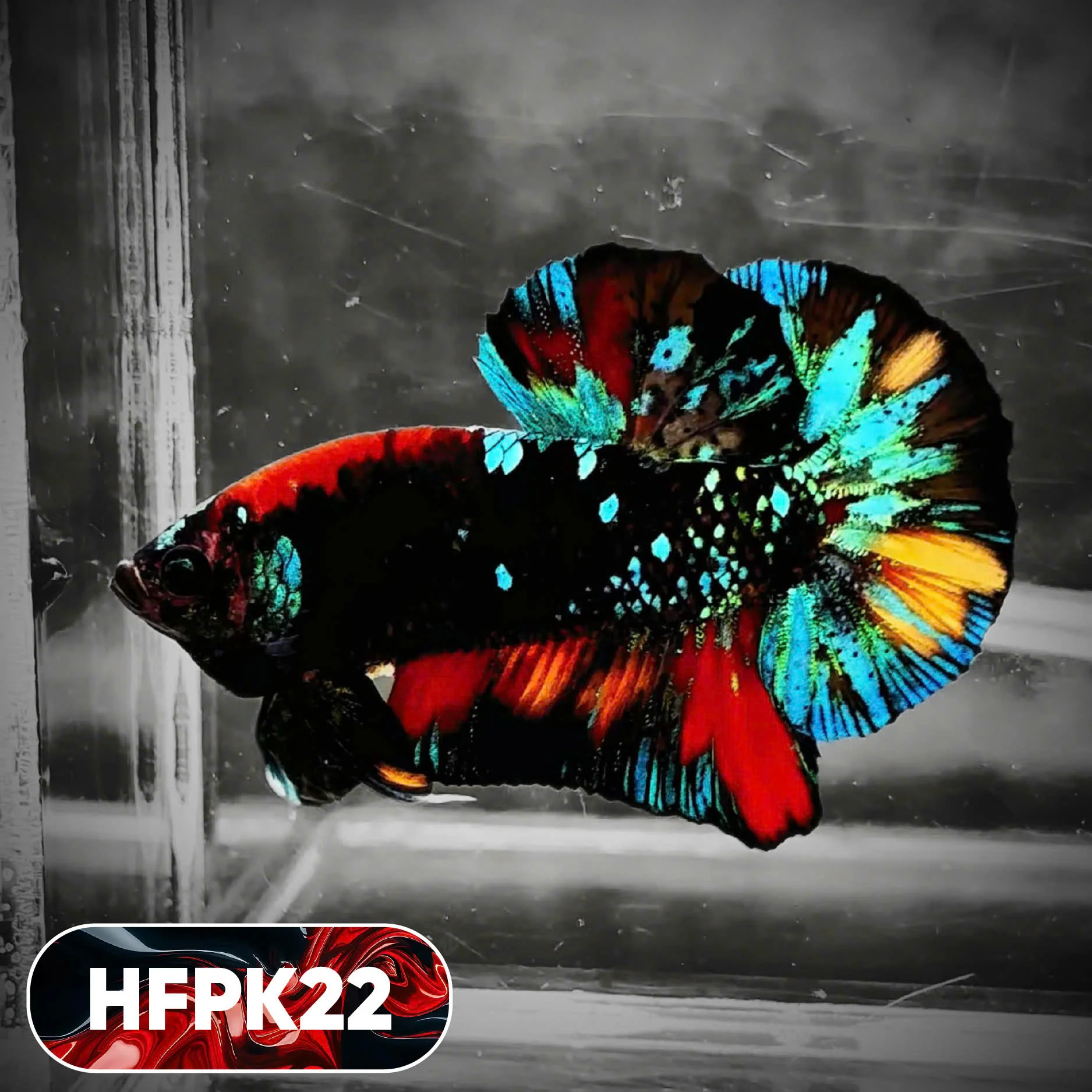 Dark Flame Hellfire Plakat Male Betta Fish | You Pick Fish | Rare Betta - Image 22