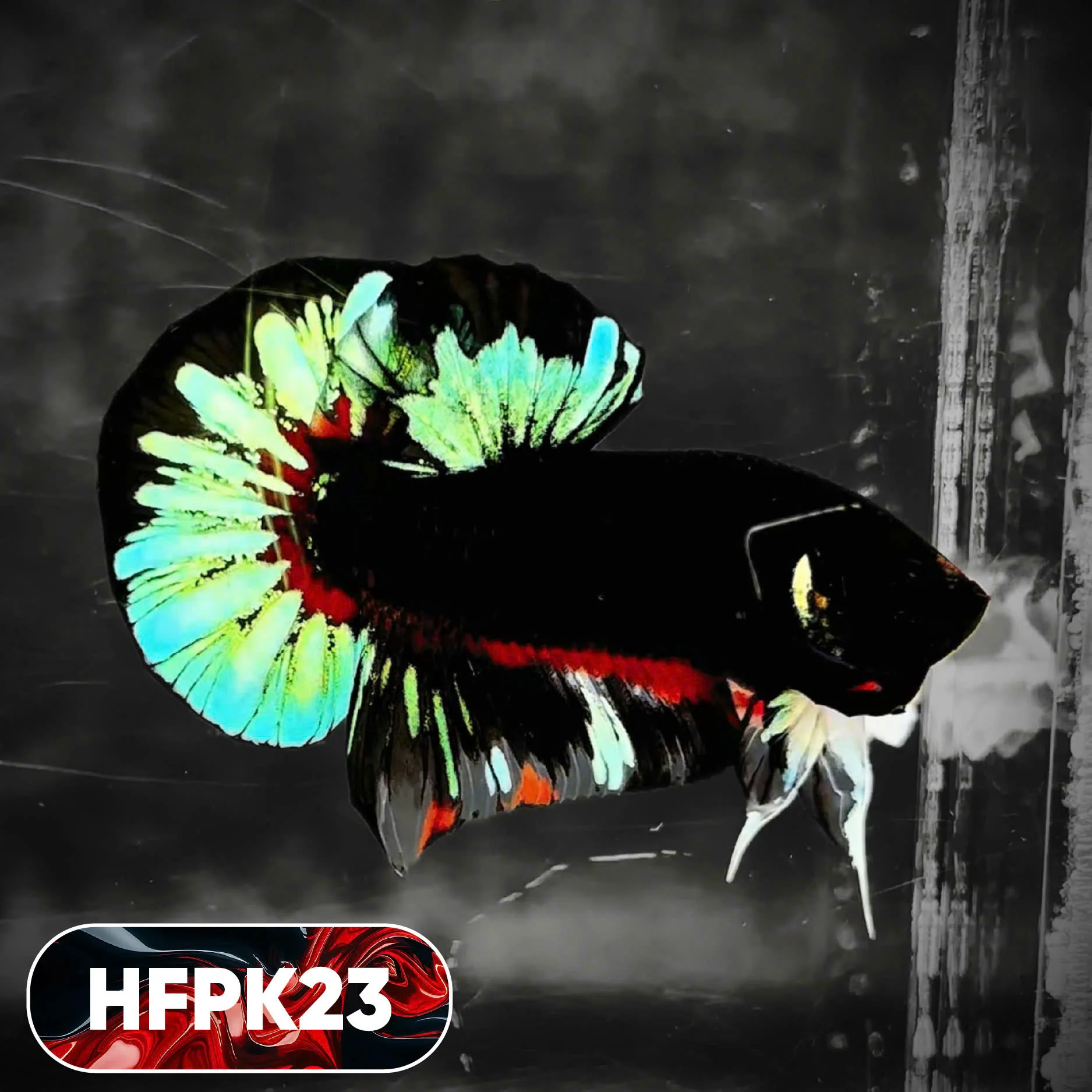 Dark Flame Hellfire Plakat Male Betta Fish | You Pick Fish | Rare Betta - Image 23